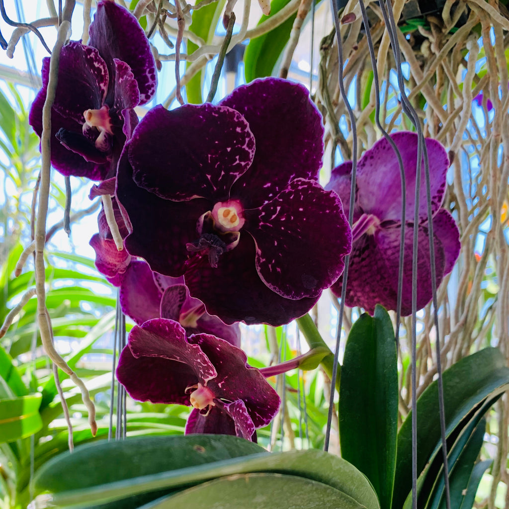 Vanda Care Basics: Food + Light
