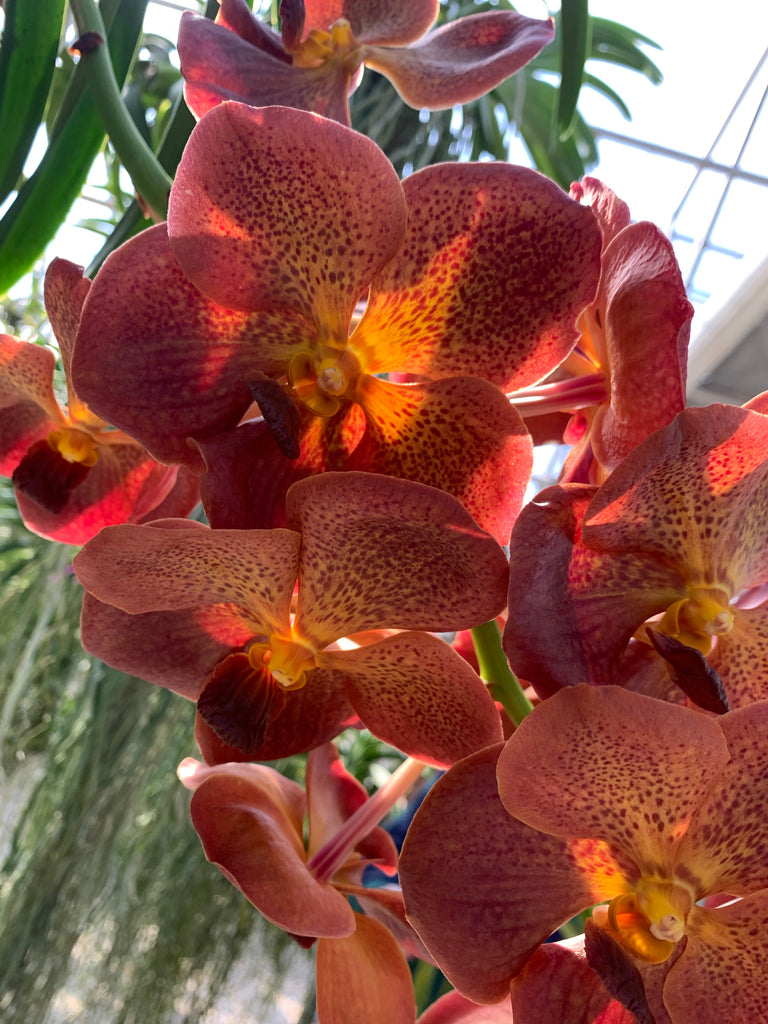 Vanda Care: Basics: Watering