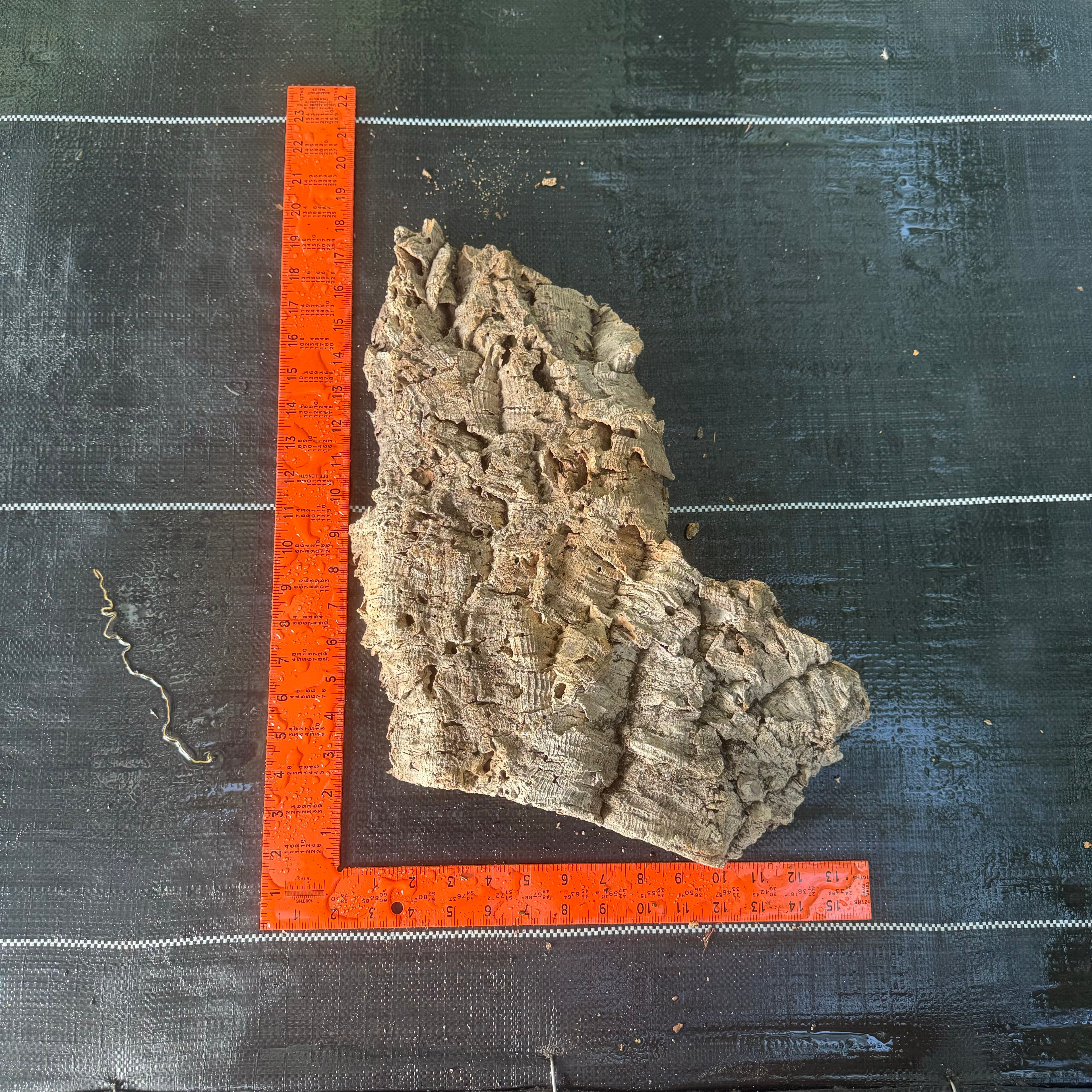 XL Cork Bark Slabs- Choose Your Mount