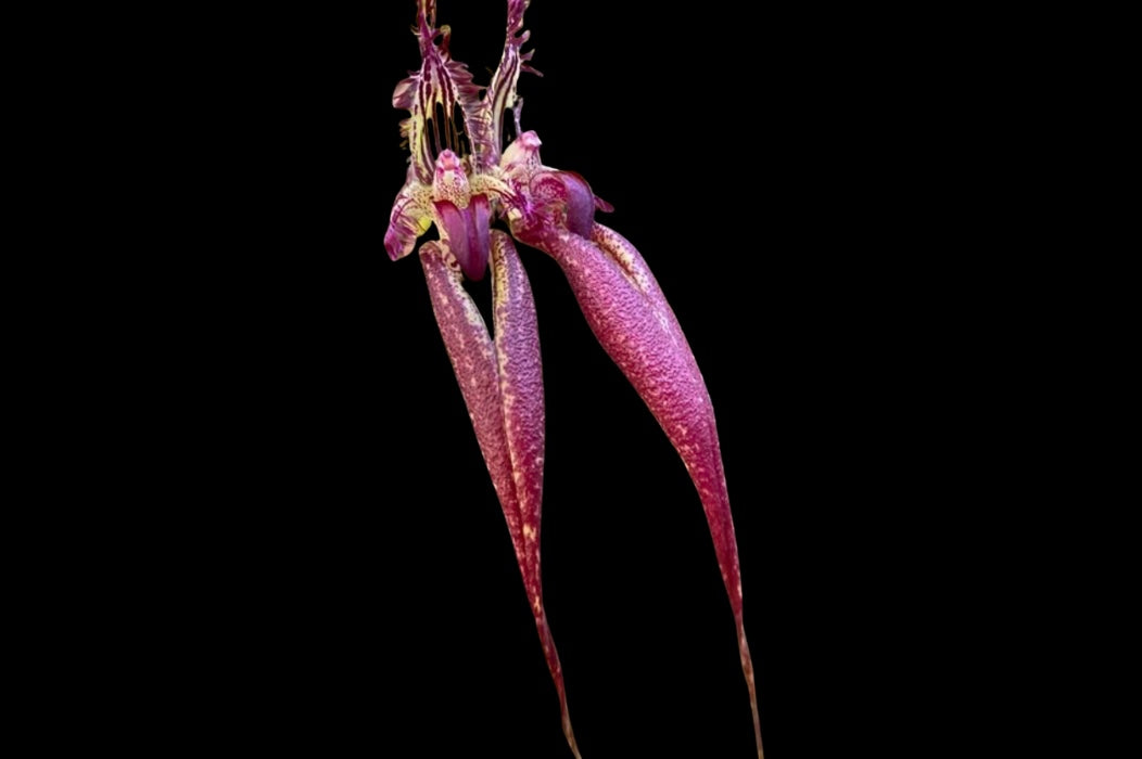 Bulbophyllum Doris Dukes