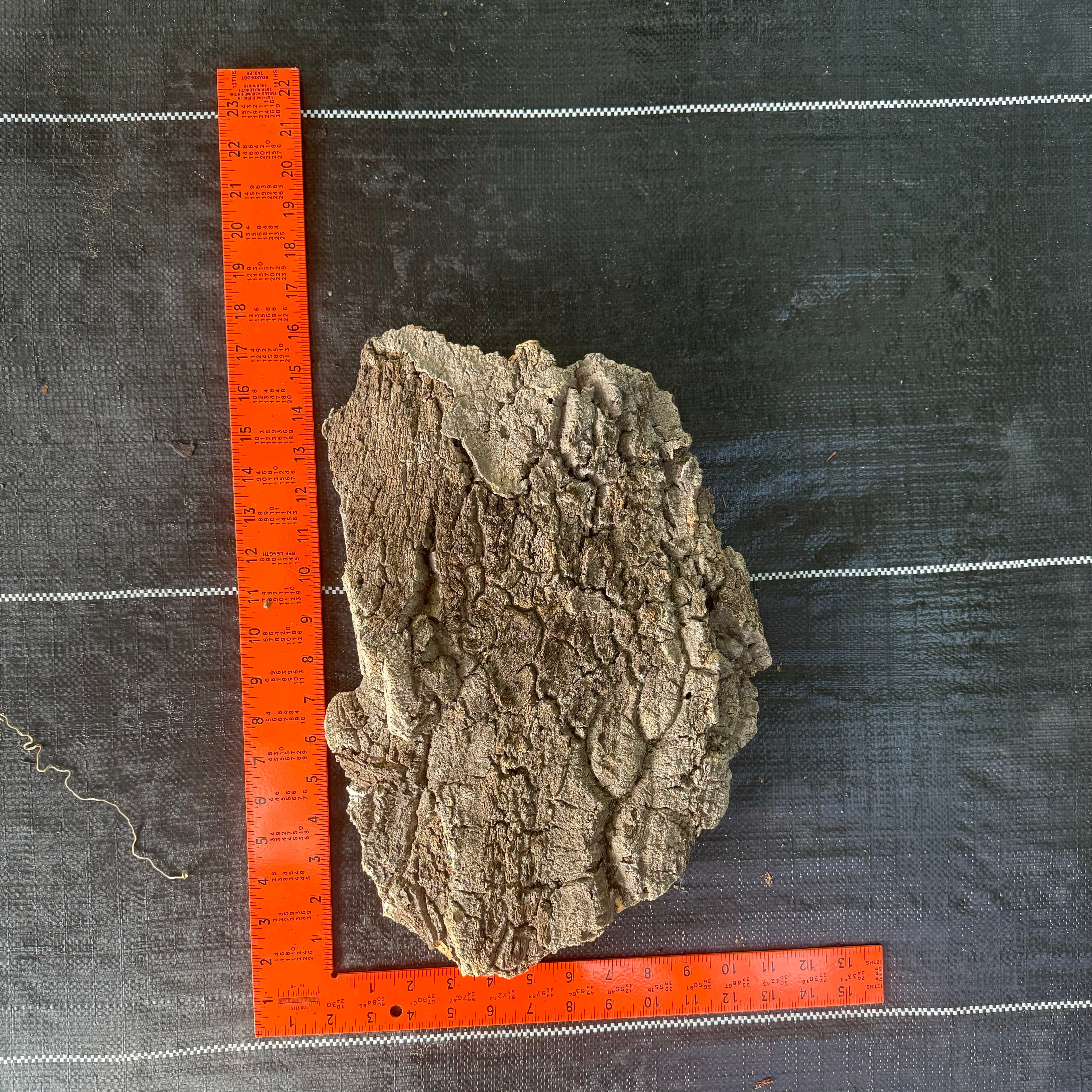 XL Cork Bark Slabs- Choose Your Mount