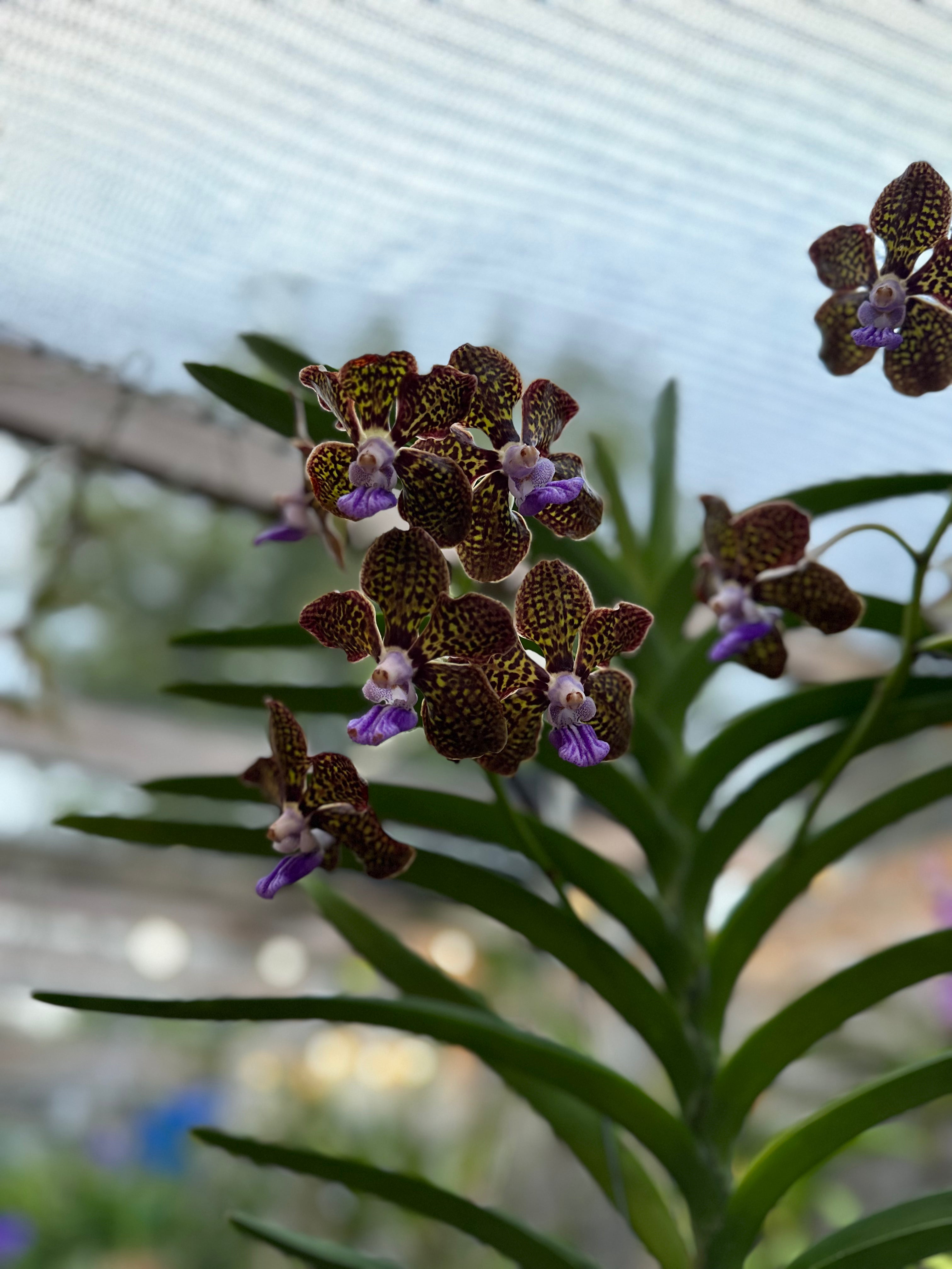 V. Banjong Indigo- Fragrant!