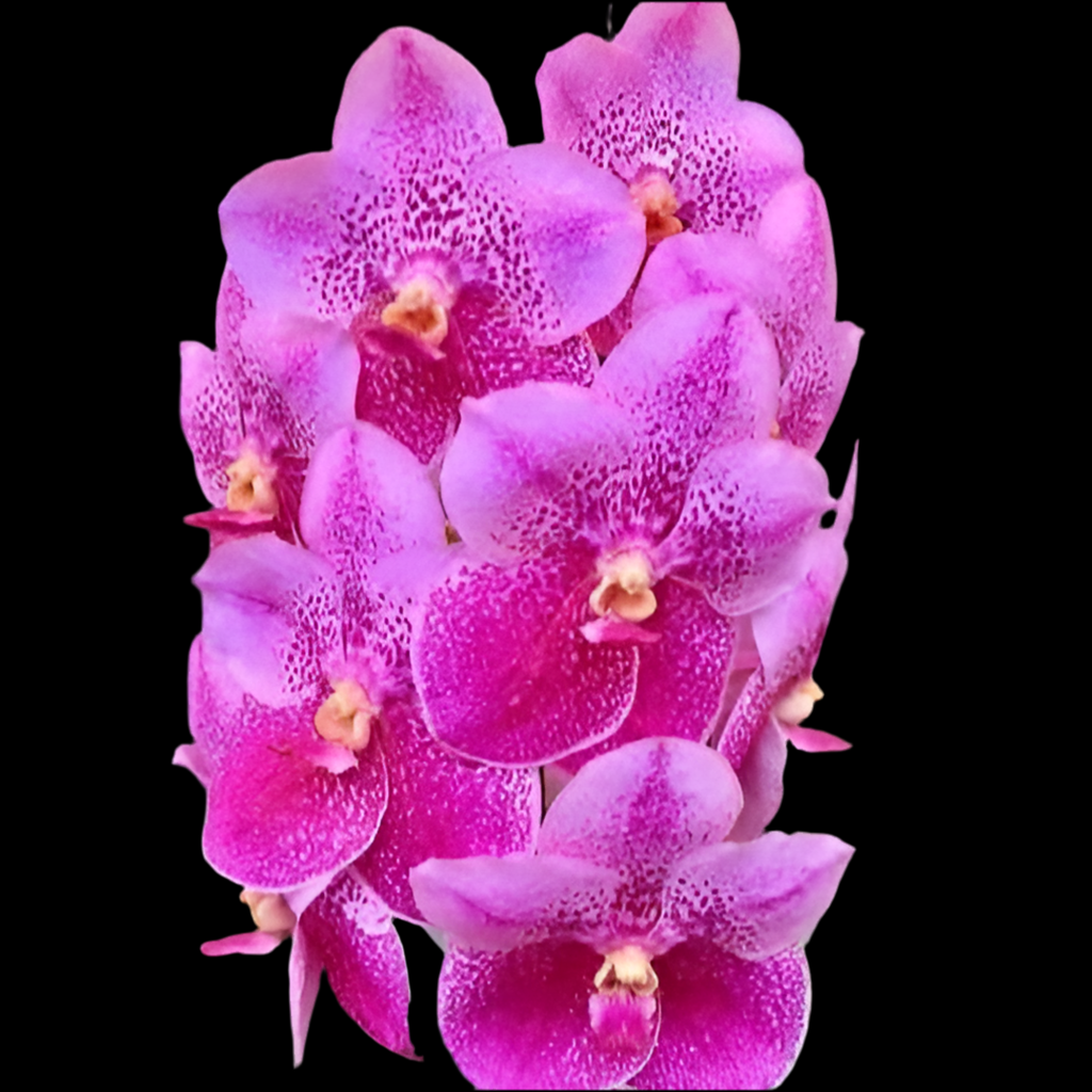 Vanda (Prapathom Gold x Jimmy Miller)