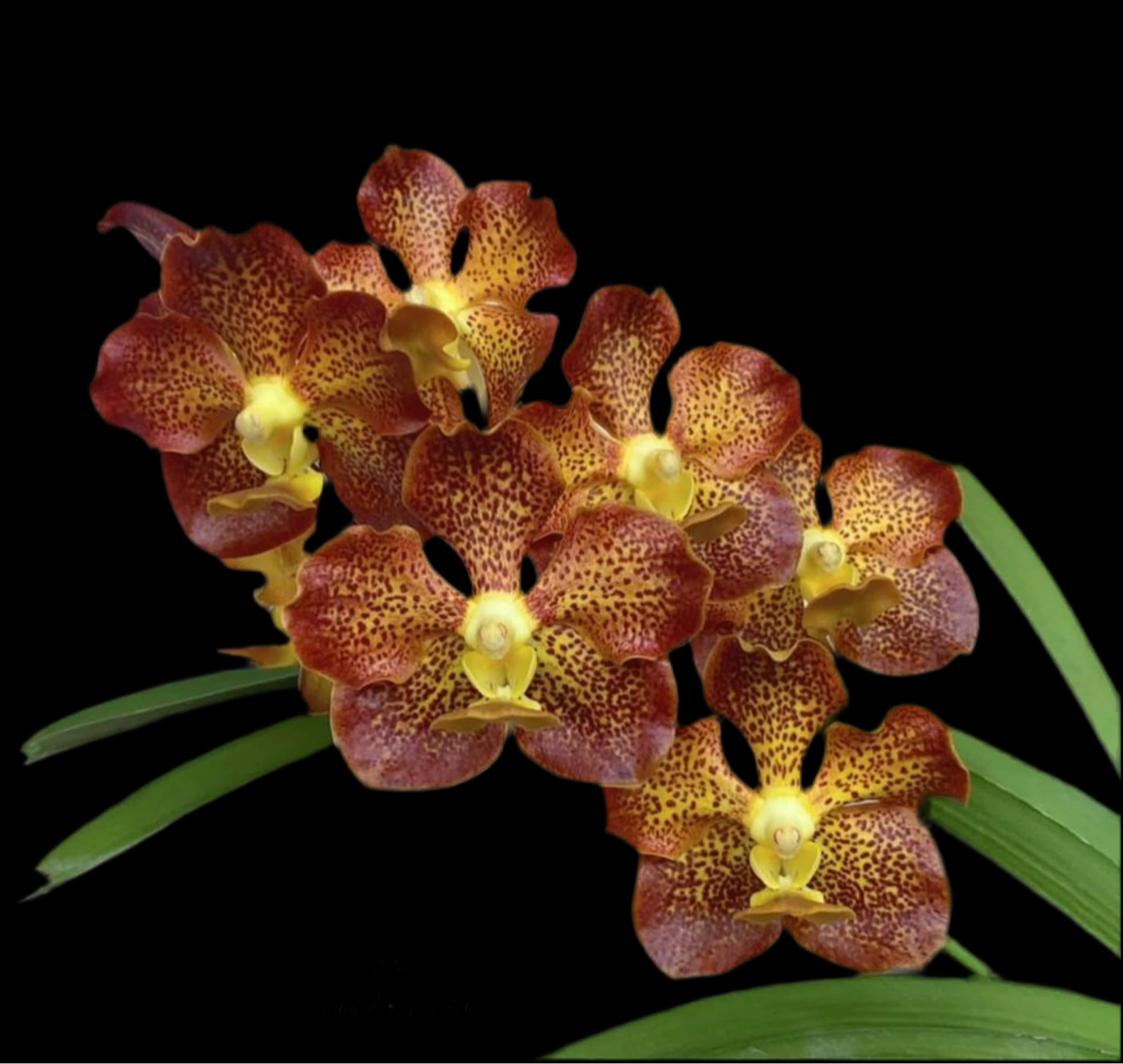 Vanda Pornpun Setter (V. Greg Scott x merillii)