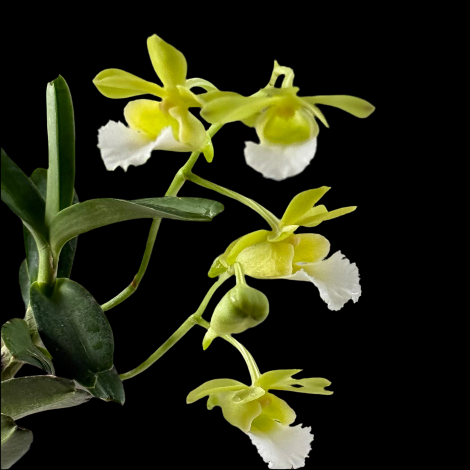 Vanda (Christensoniana) vietnamica
