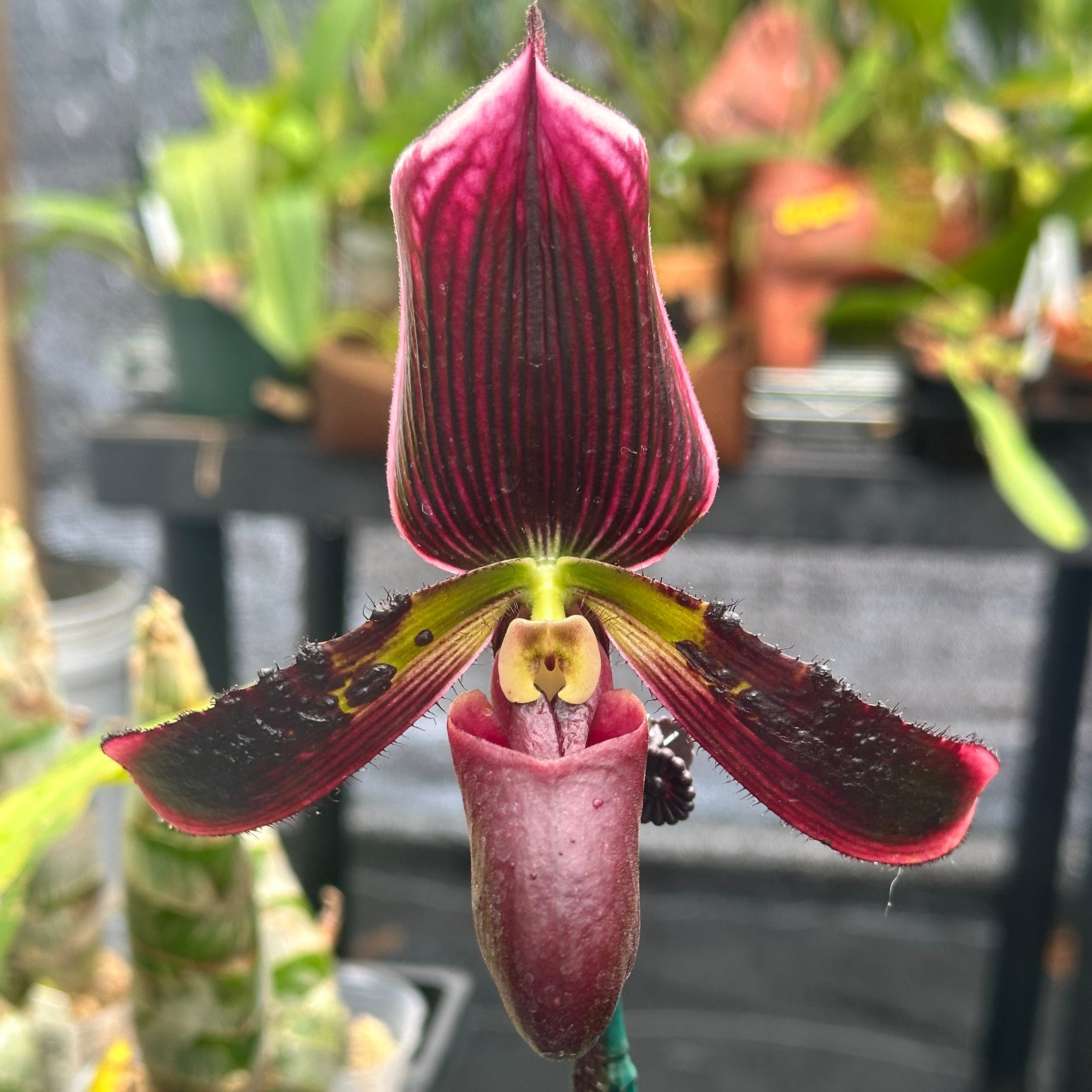 Paph. QF Voodoo Boxer