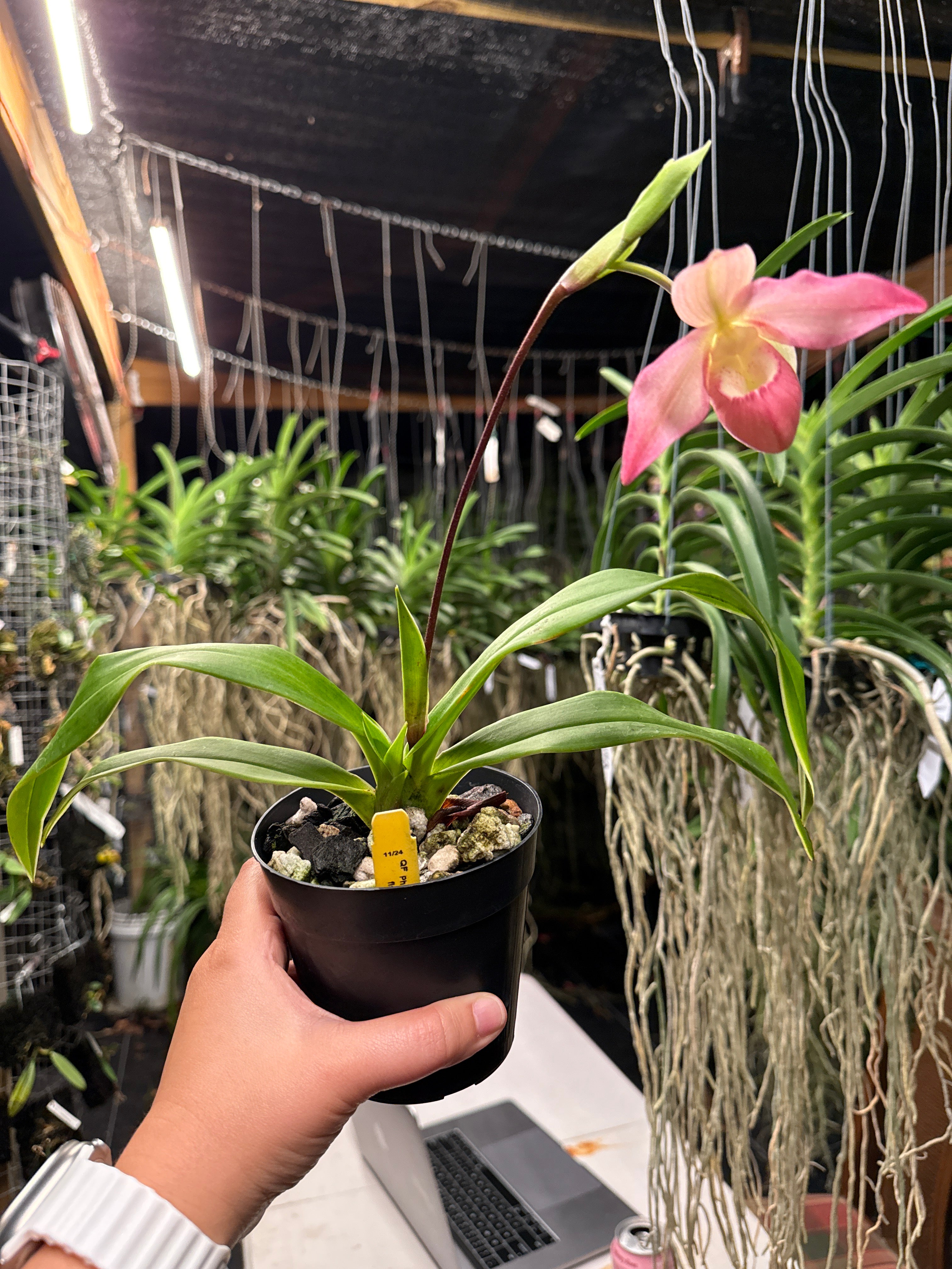 Phragmipedium Kelly Nash