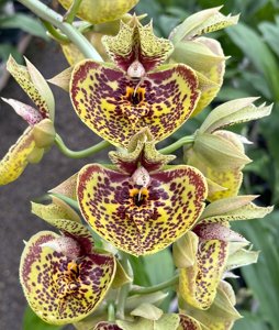 Catasetum || Fall 2026 Pre Order