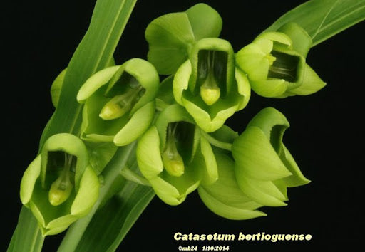 Catasetum || Fall 2026 Pre Order