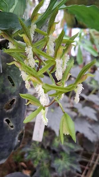 Catasetum || Fall 2026 Pre Order