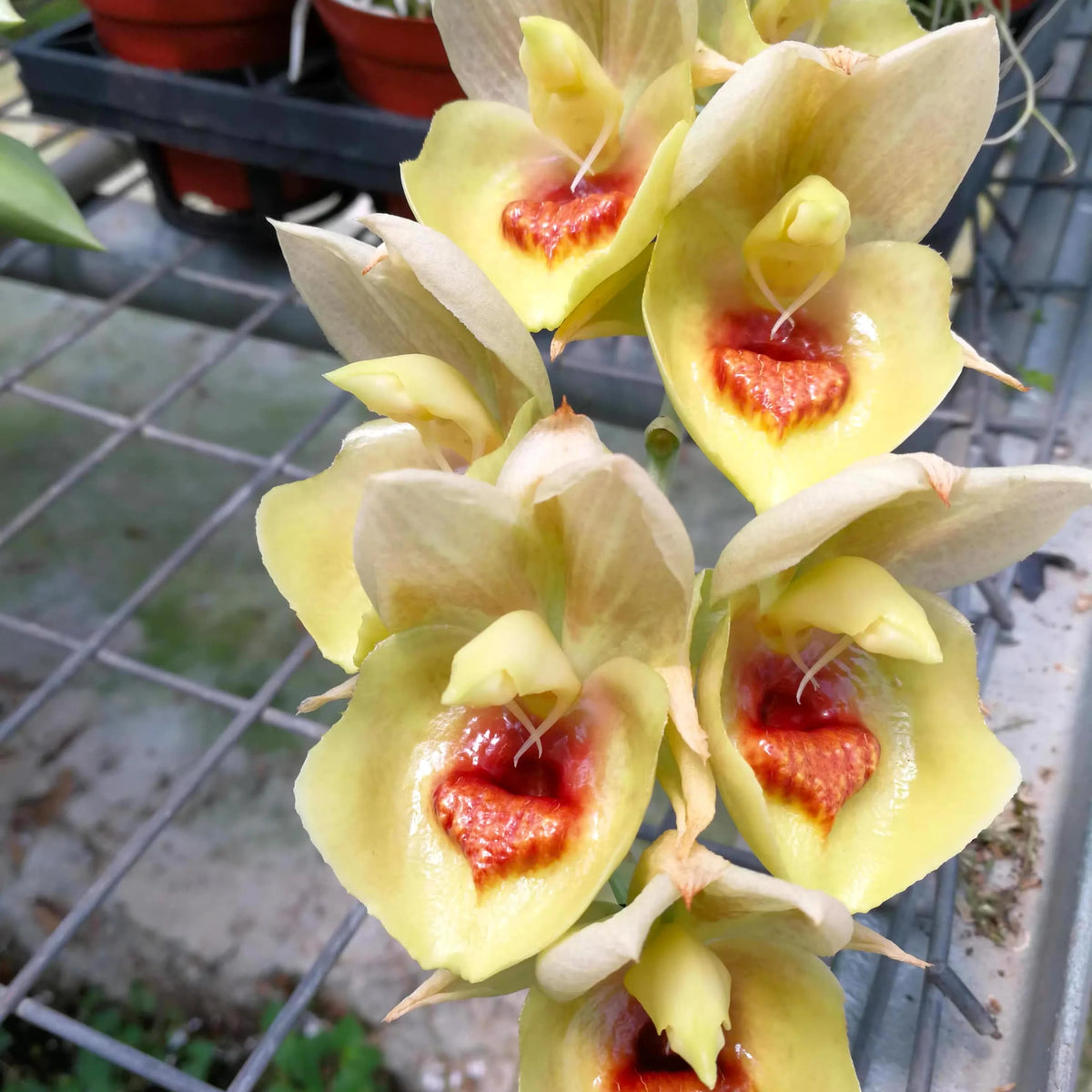 Catasetum || Fall 2026 Pre Order