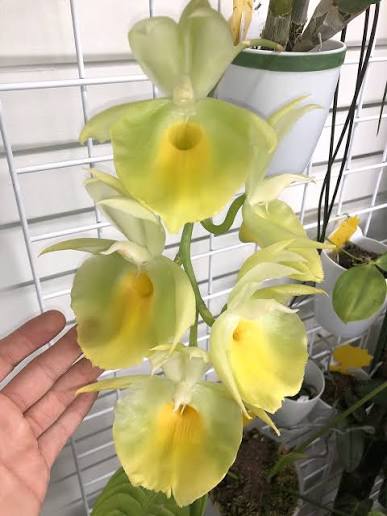 Catasetum || Fall 2026 Pre Order