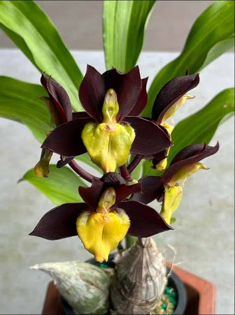 Catasetum || Fall 2026 Pre Order