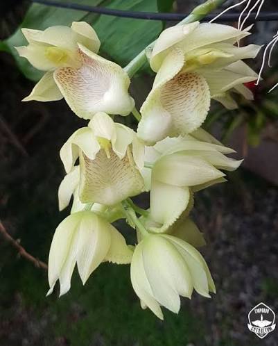 Catasetum || Fall 2026 Pre Order