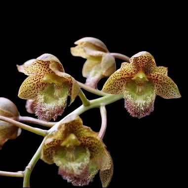 Clowesetum || Fall 2026 Pre Order