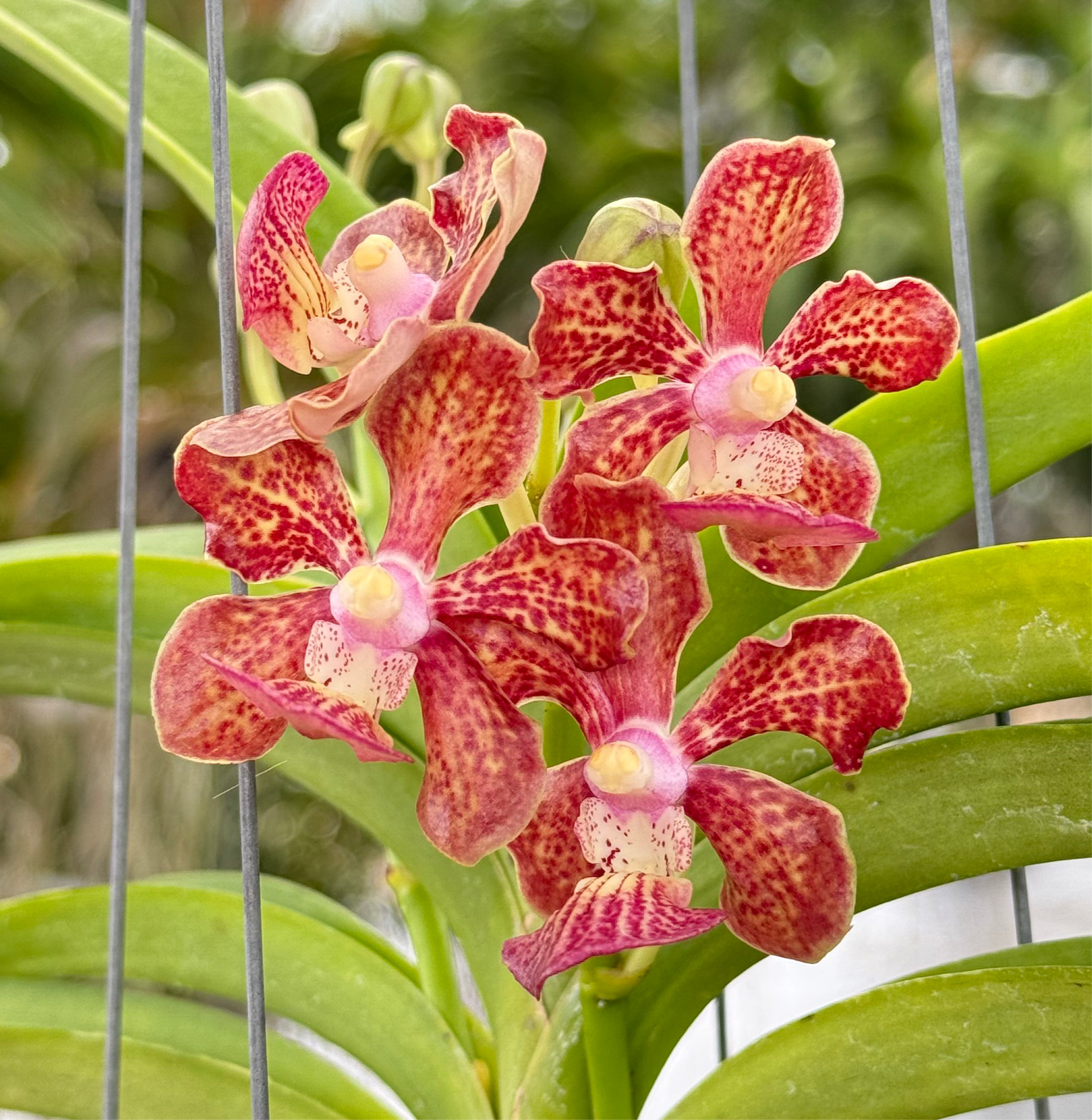 Vanda (Little Fancy x merilli) x Vanda (insignis x Mimi Palmer)