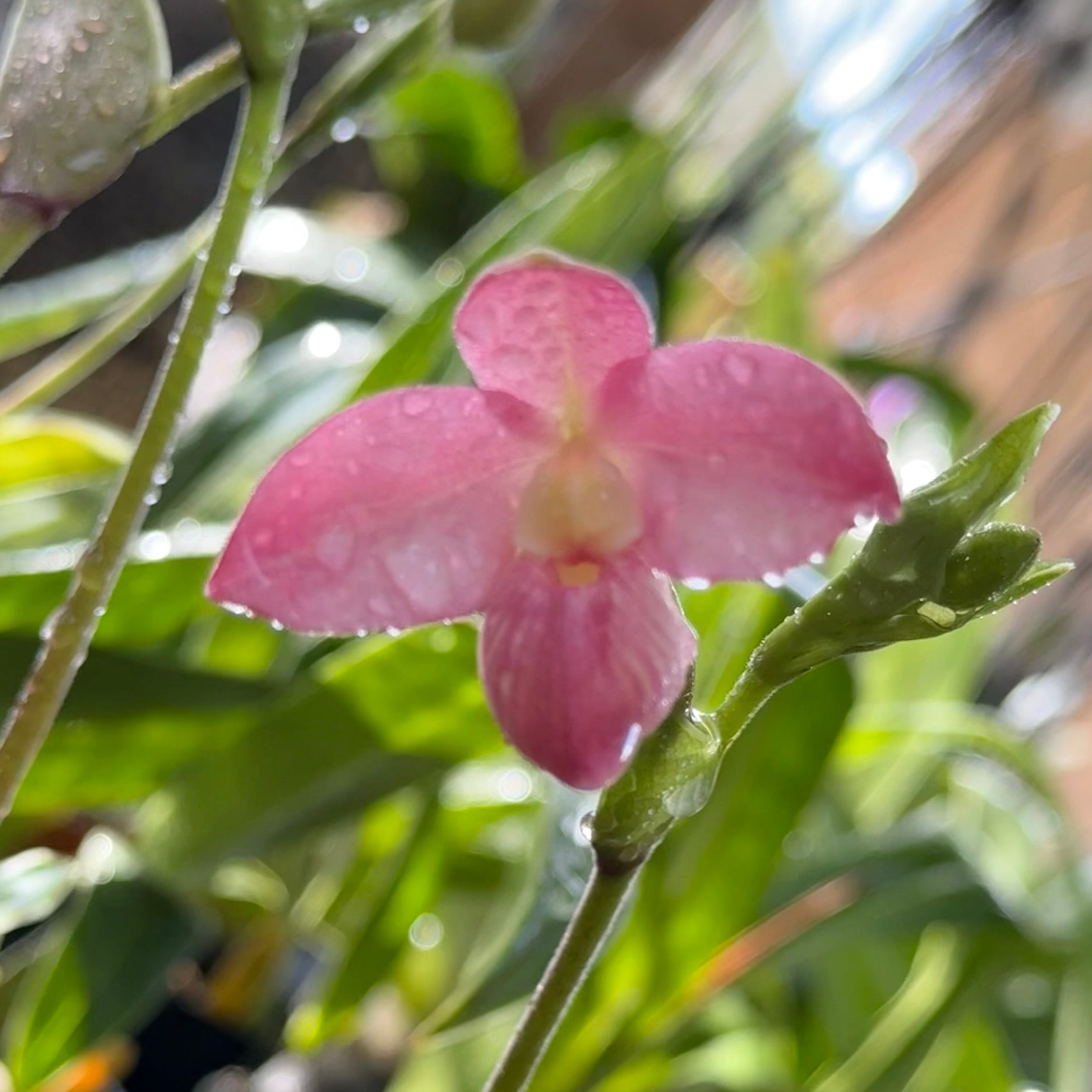 Phrag. Barbara LeAnn