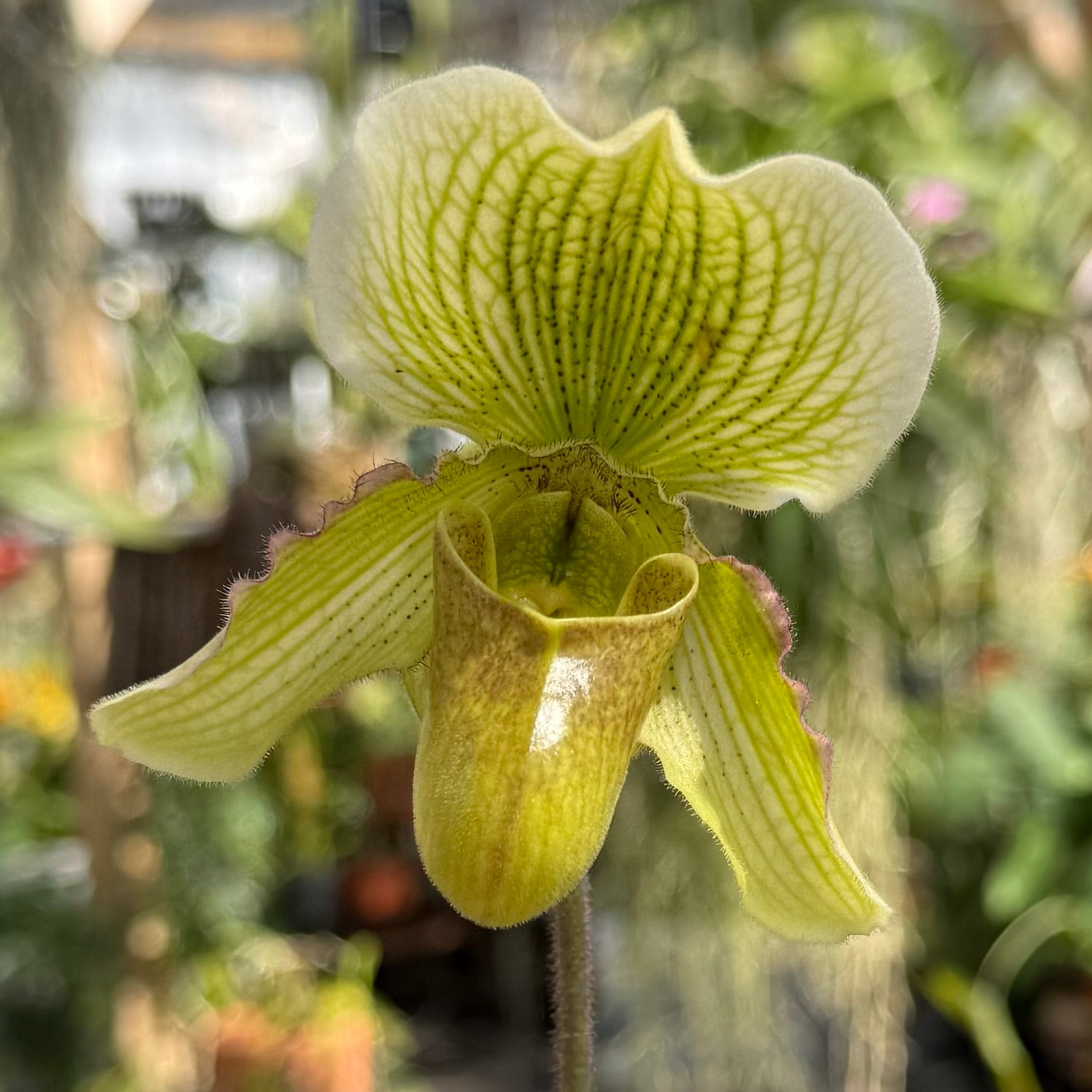 Hybridized in the USA!- Paphiopedilum QF Makaweo