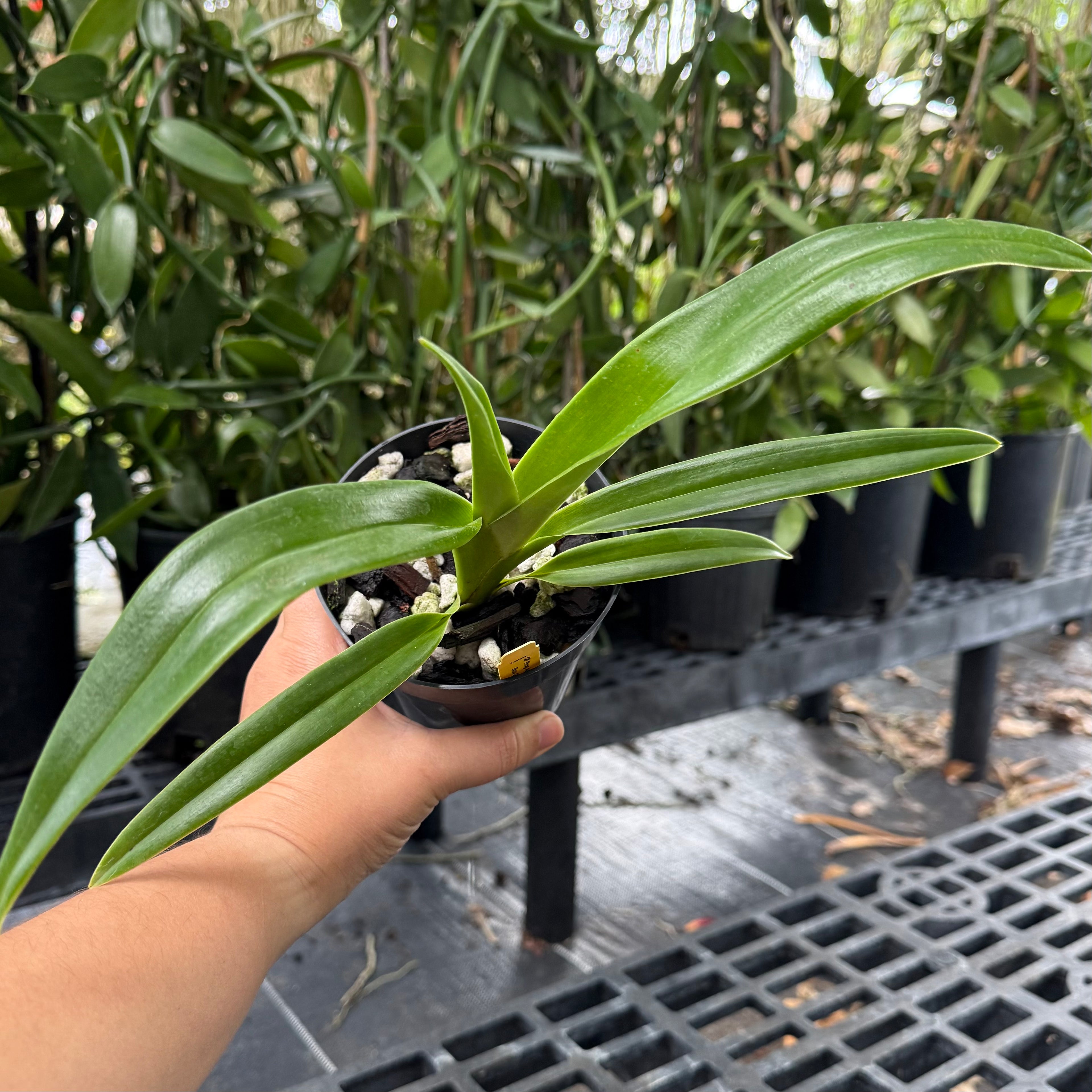 Phragmipedium QF Falling Star