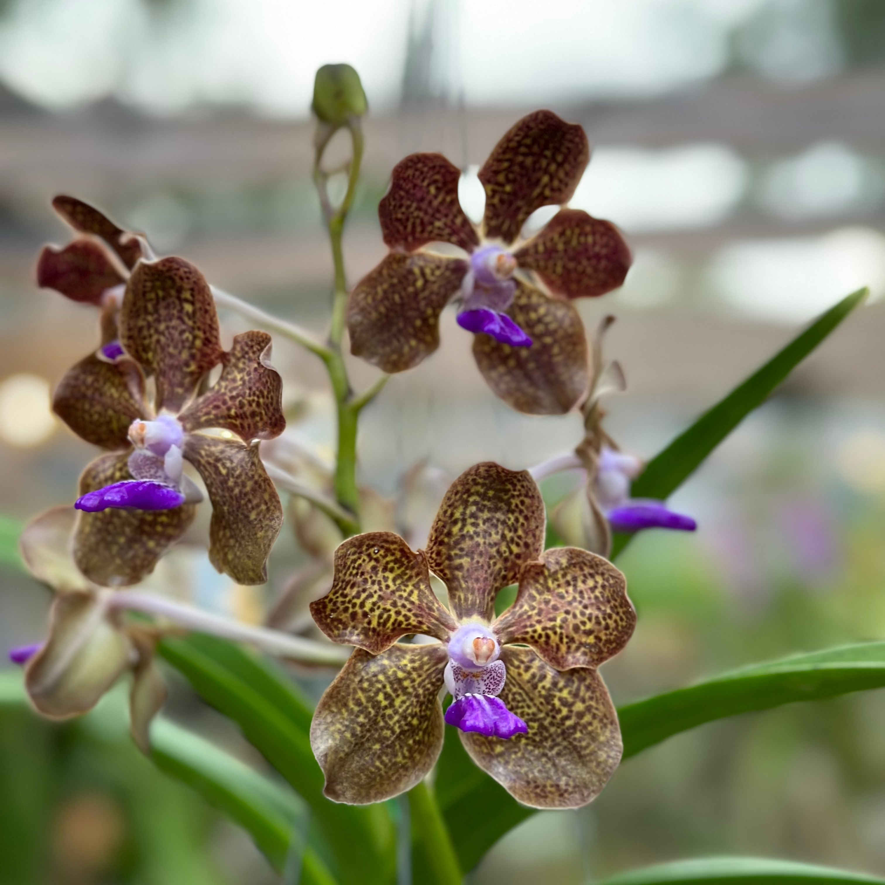 V. Banjong Indigo- Fragrant!