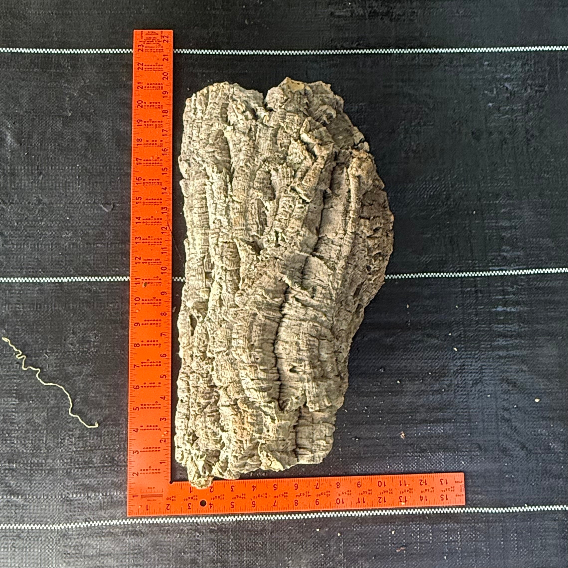 XL Cork Bark Slabs- Choose Your Mount