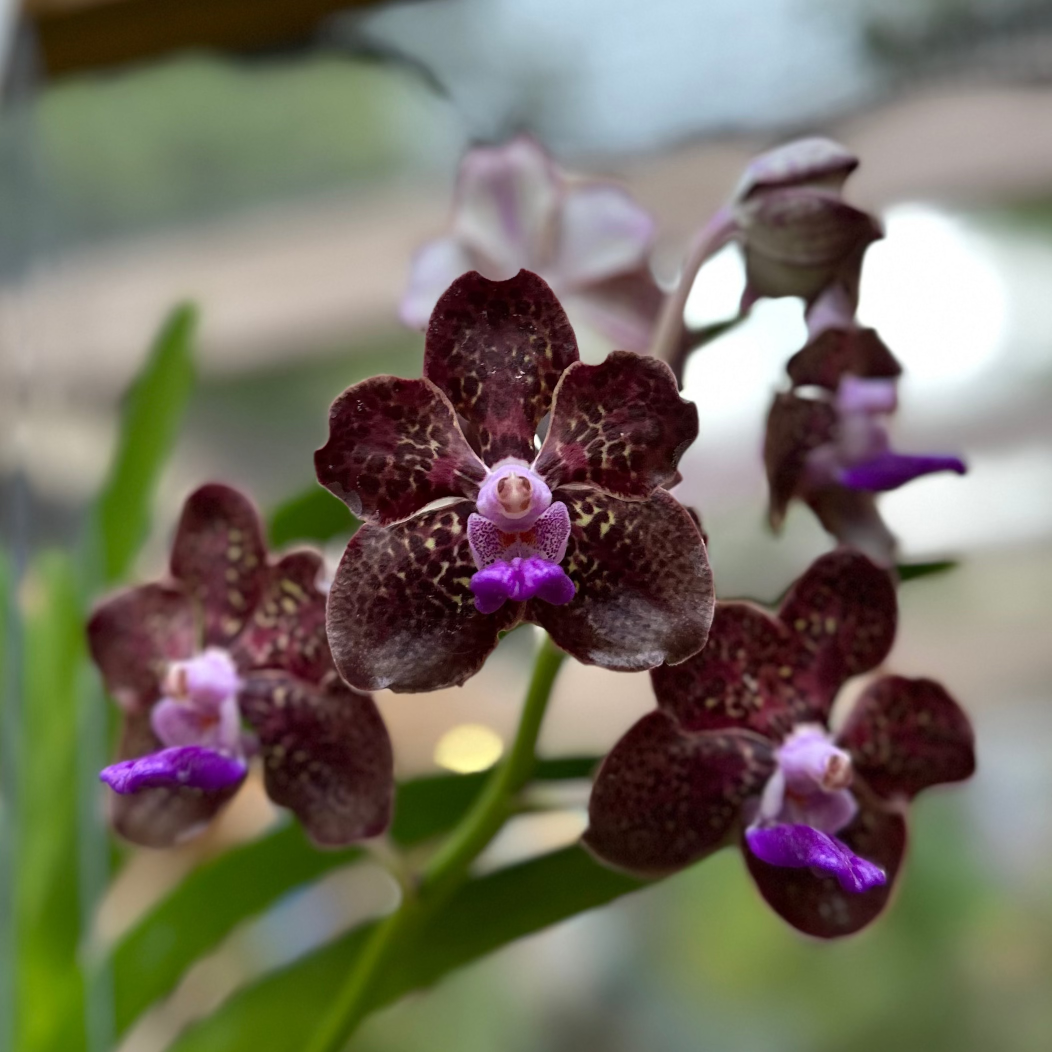 V. Banjong Indigo- Fragrant!