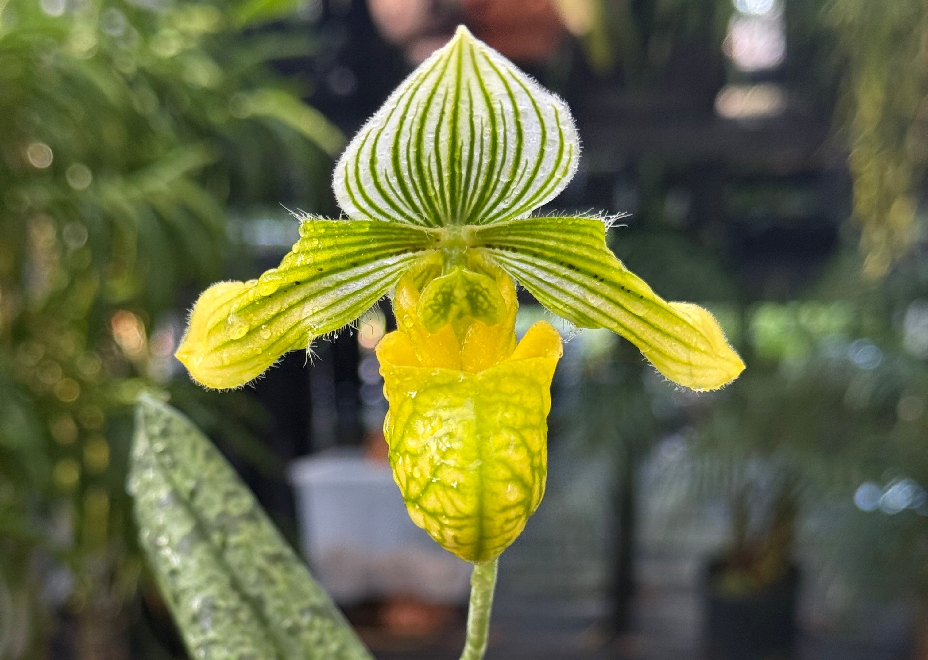 Paph. venustum var. alba