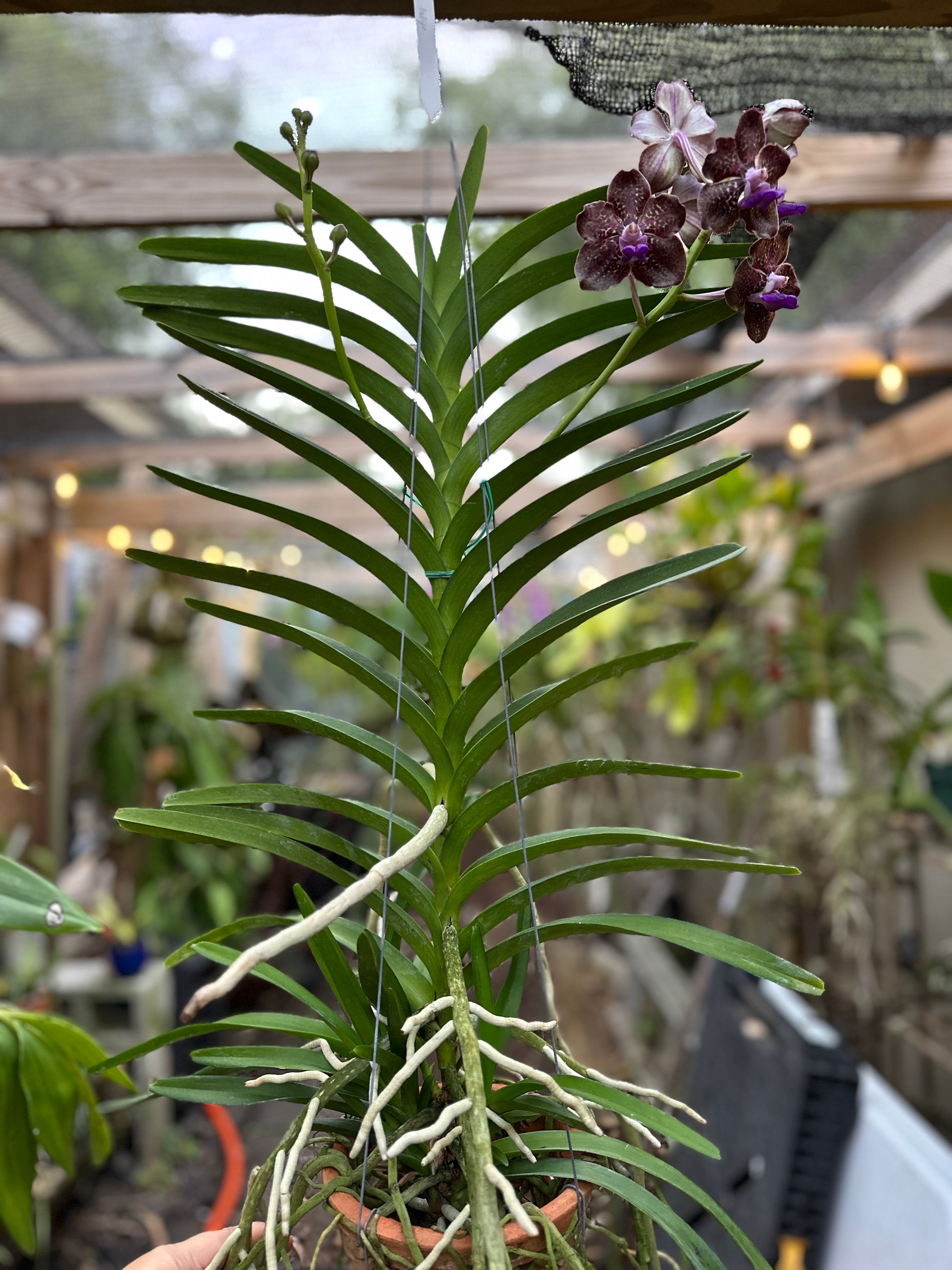 V. Banjong Indigo- Fragrant!