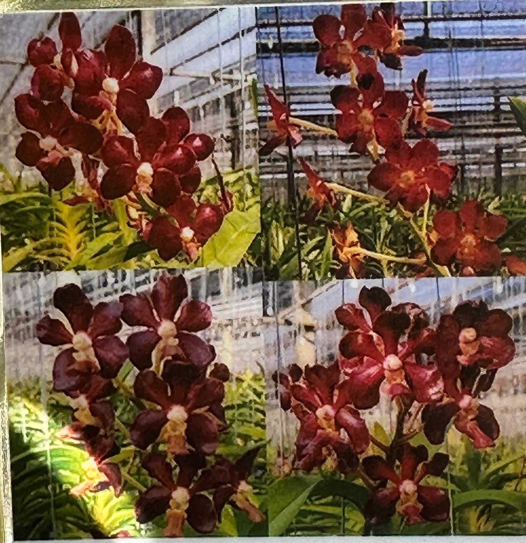 (Ascda. Veeraphan x V. merillii) x (Vanda brunnea x merllii)