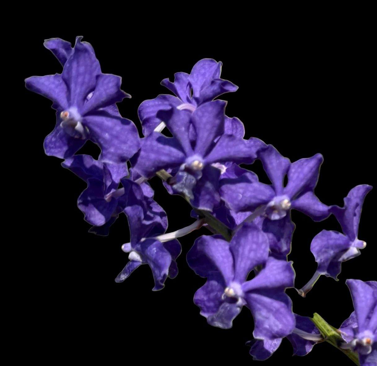 Vanda Suwannaphum Blue Finch