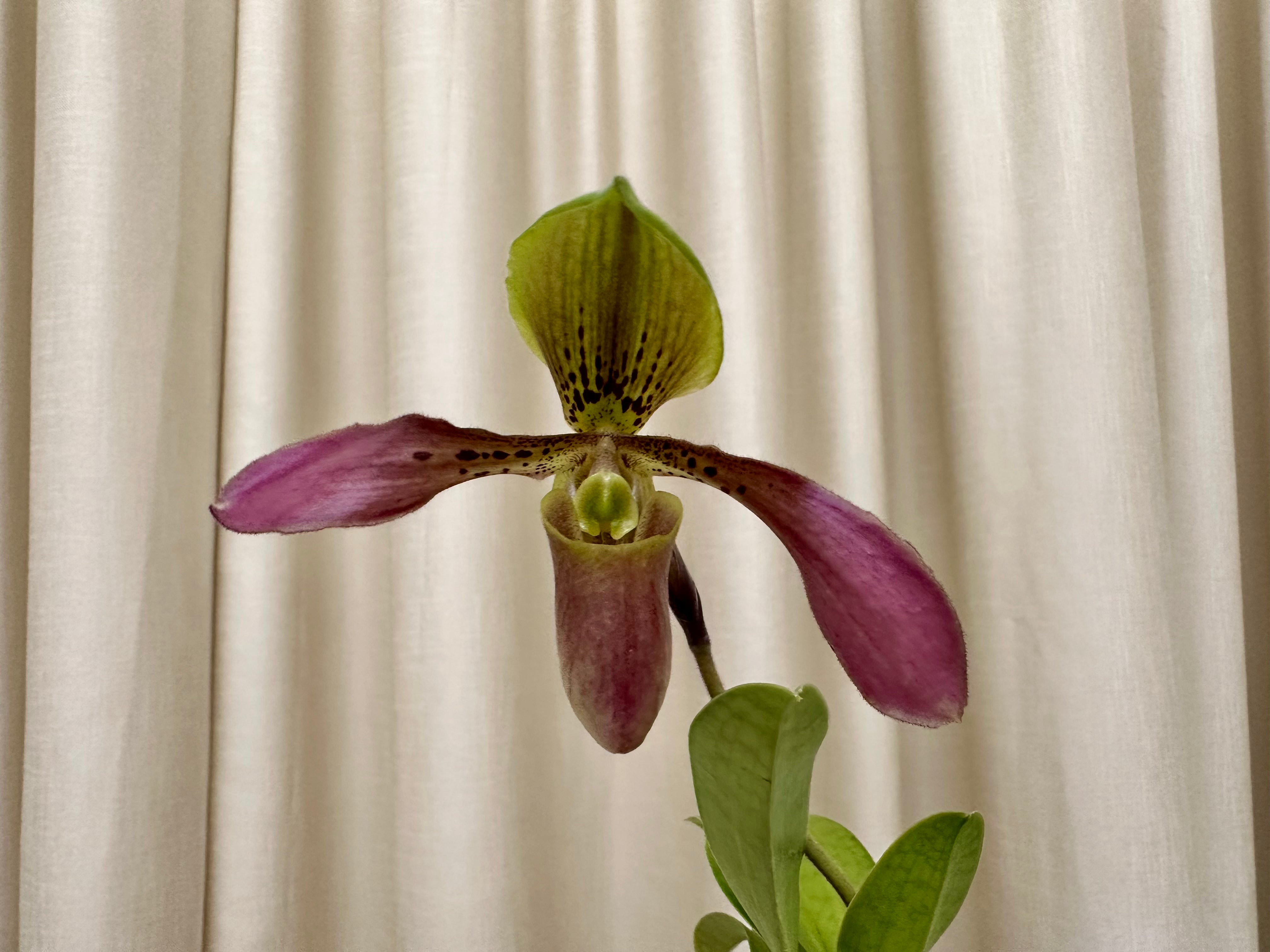 Paph. QF Tiger Apple(appletonianun x tigrinum)
