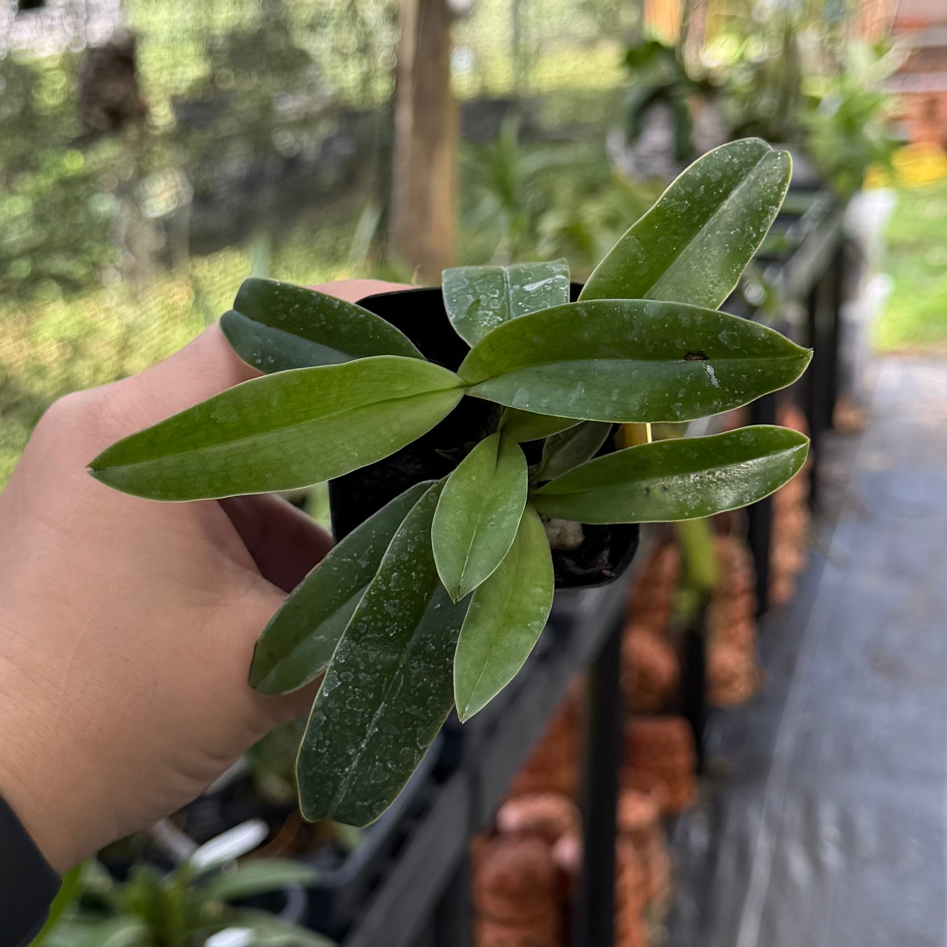 Paph. Memnon (spicerianum x charlesworthii alba)
