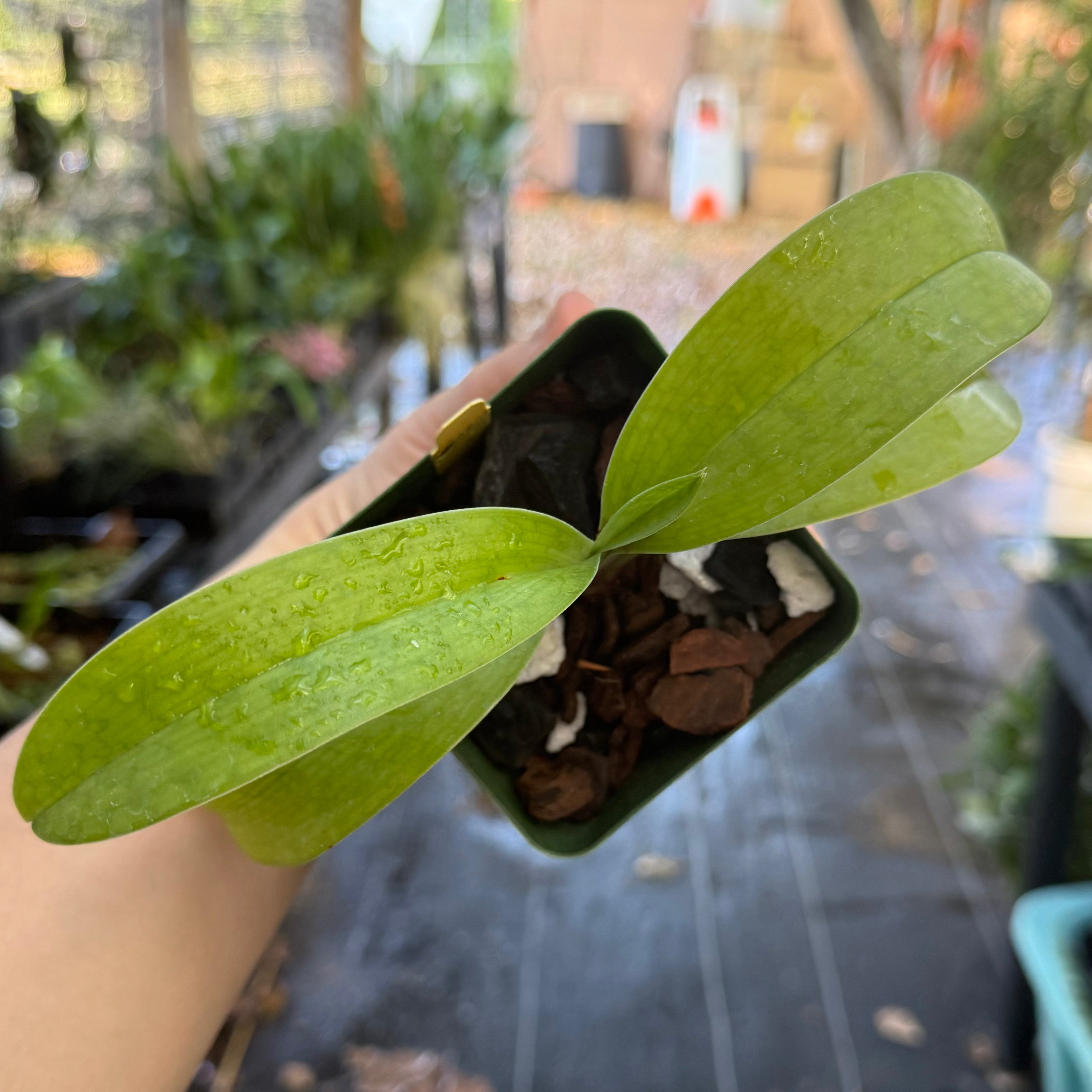 Paphiopedilum QF Tiger Apple(appletonianun x tigrinum)