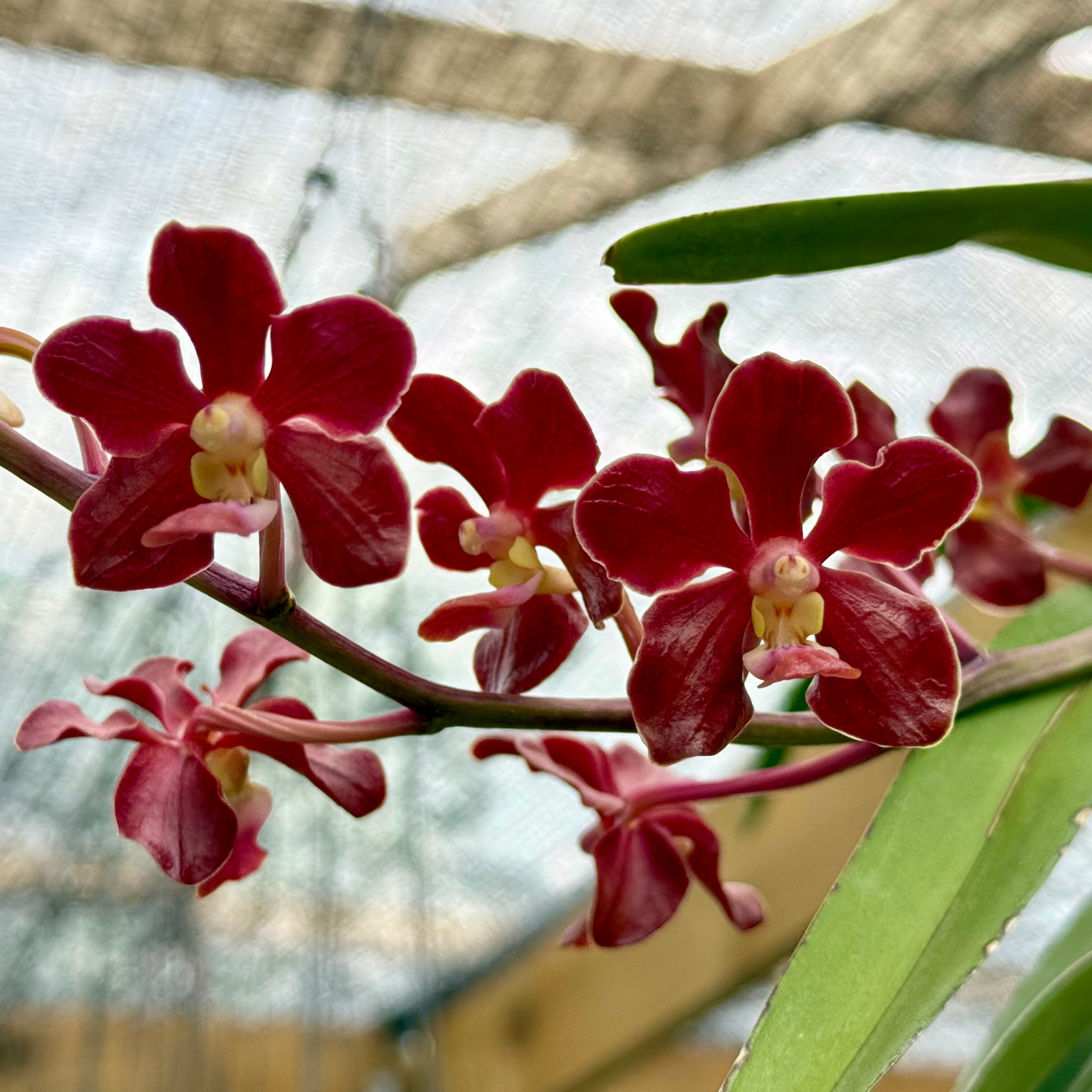 (Ascda. Veeraphan x V. merillii) x (Vanda brunnea x merllii)
