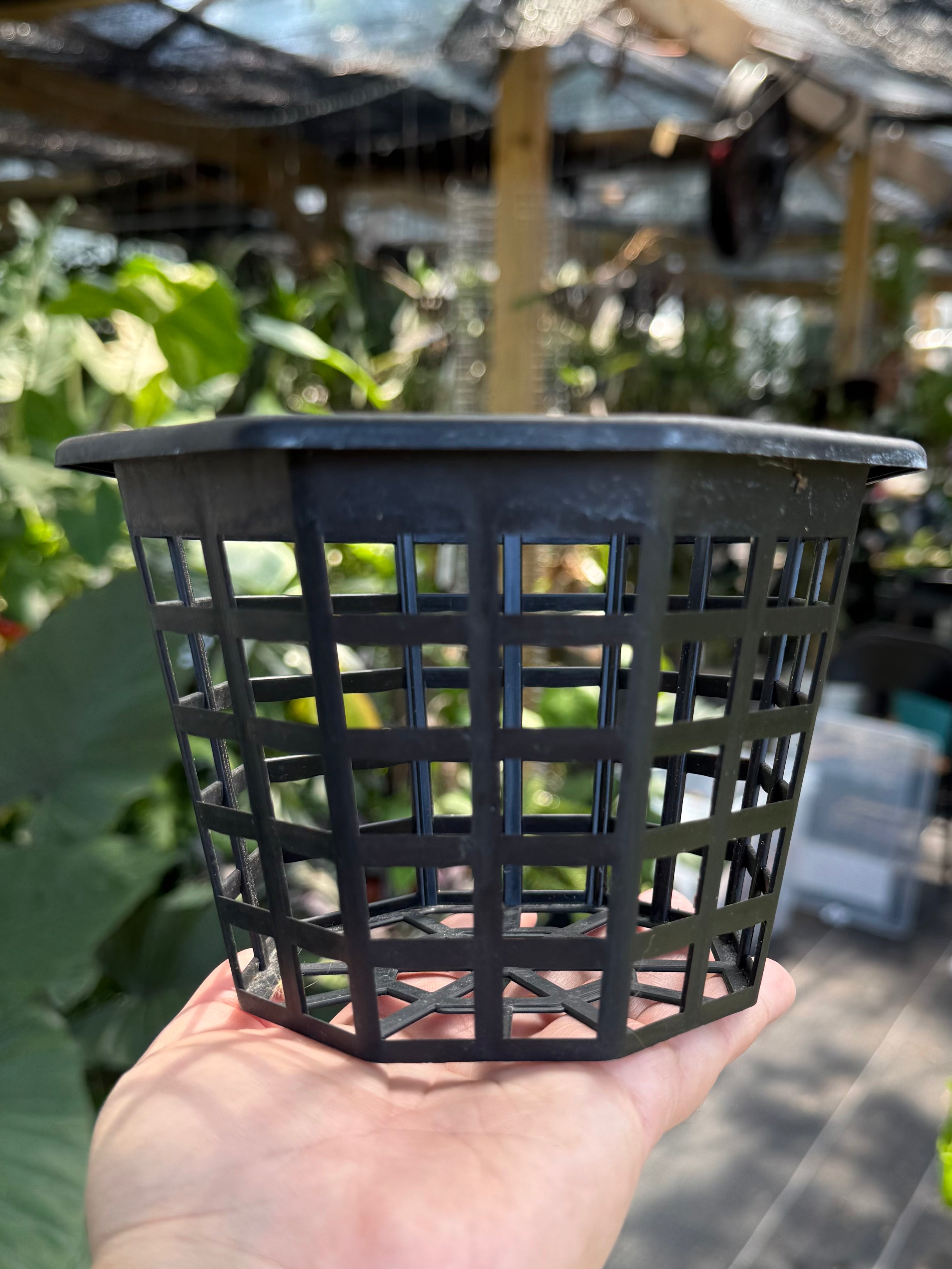 6" Octagonal Orchid Basket