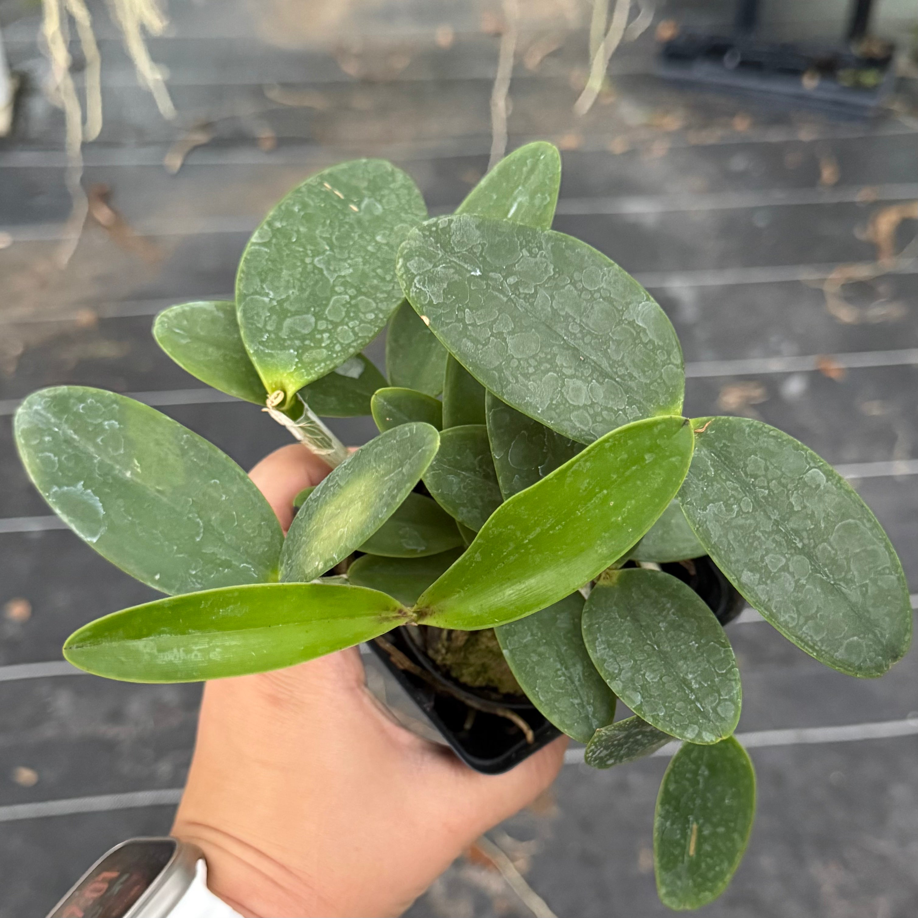 Cattleya Landate (aclandiae x guttata)