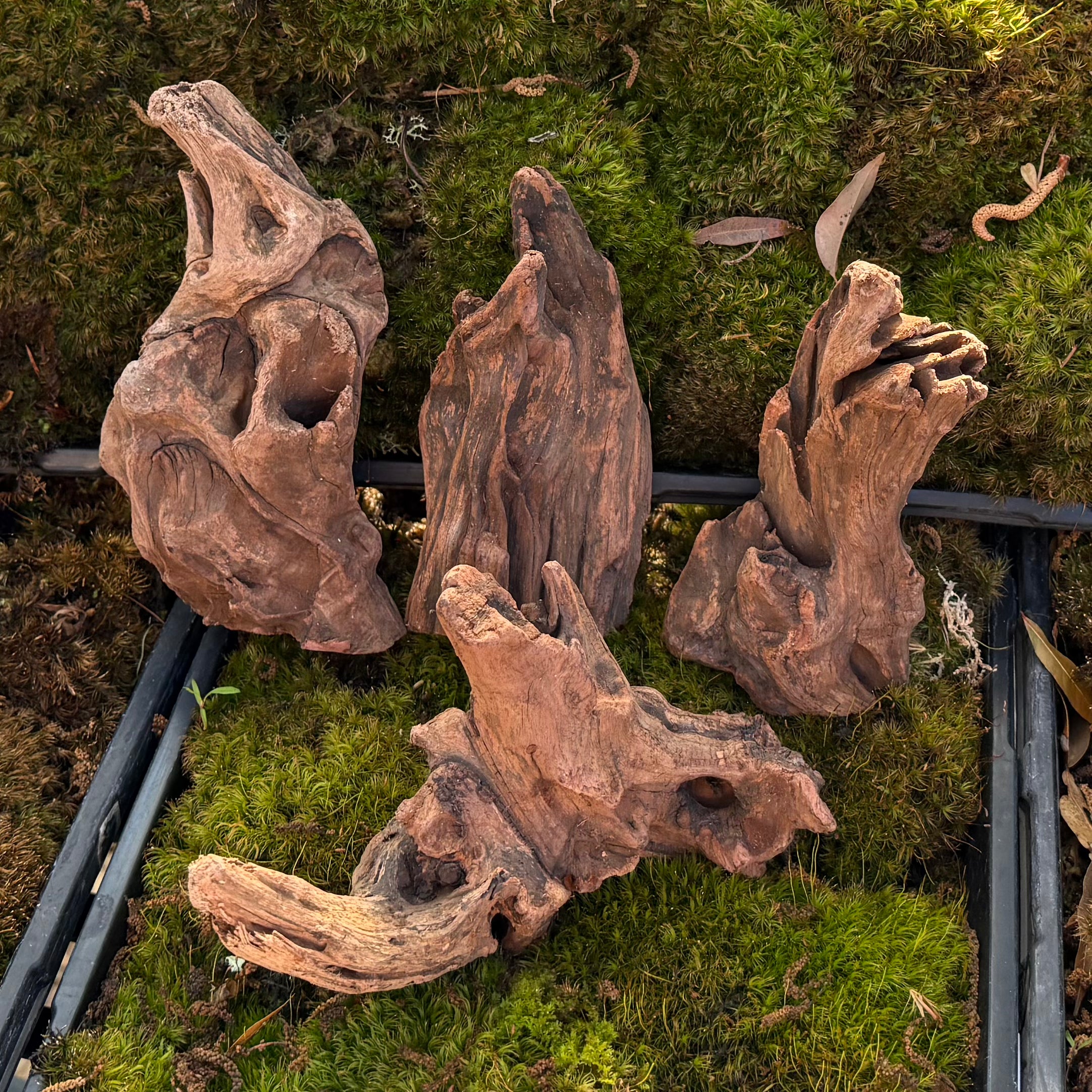 Ironwood- Orchid and Tillandsia Mounts