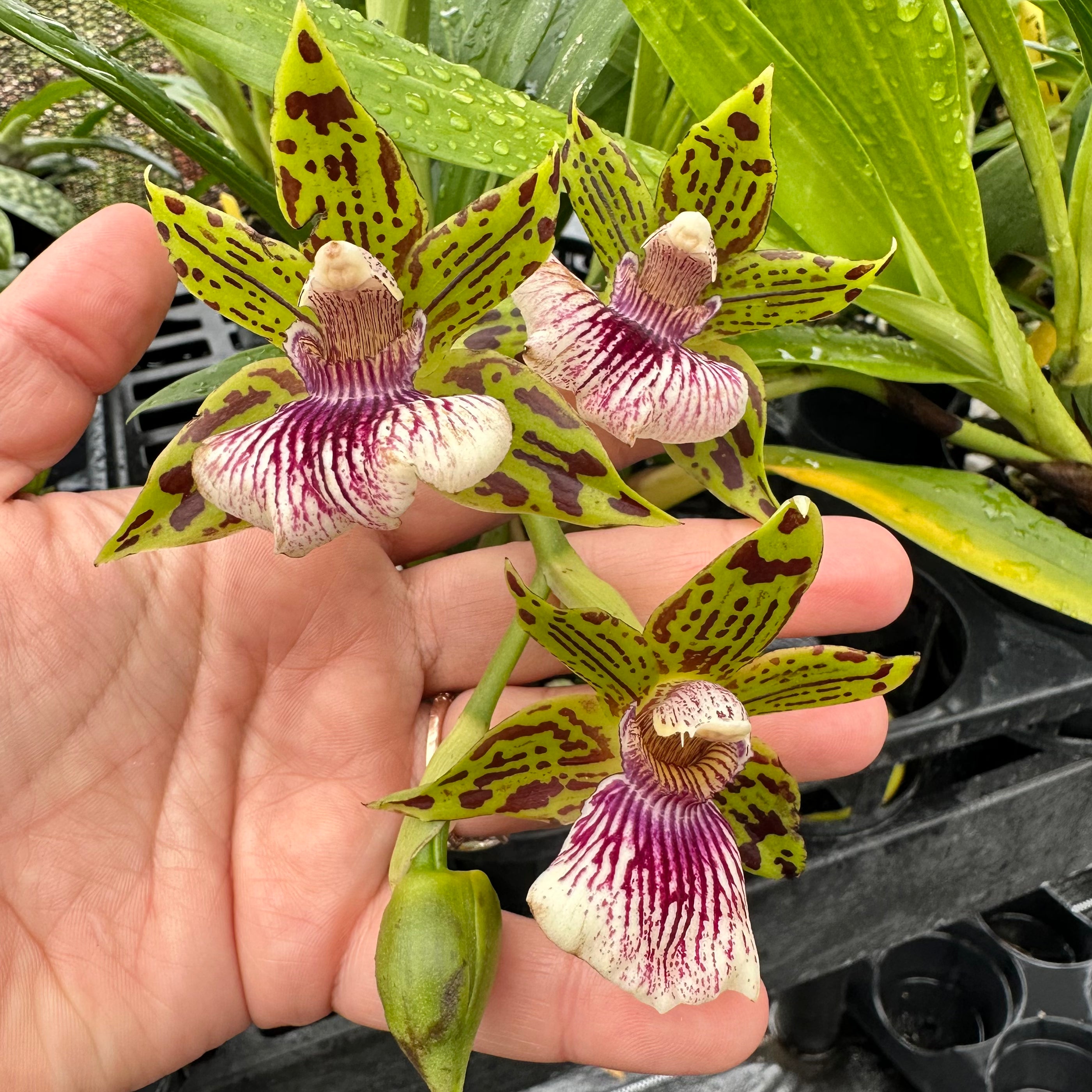 Galeopetalum (Gptm.) Starburst