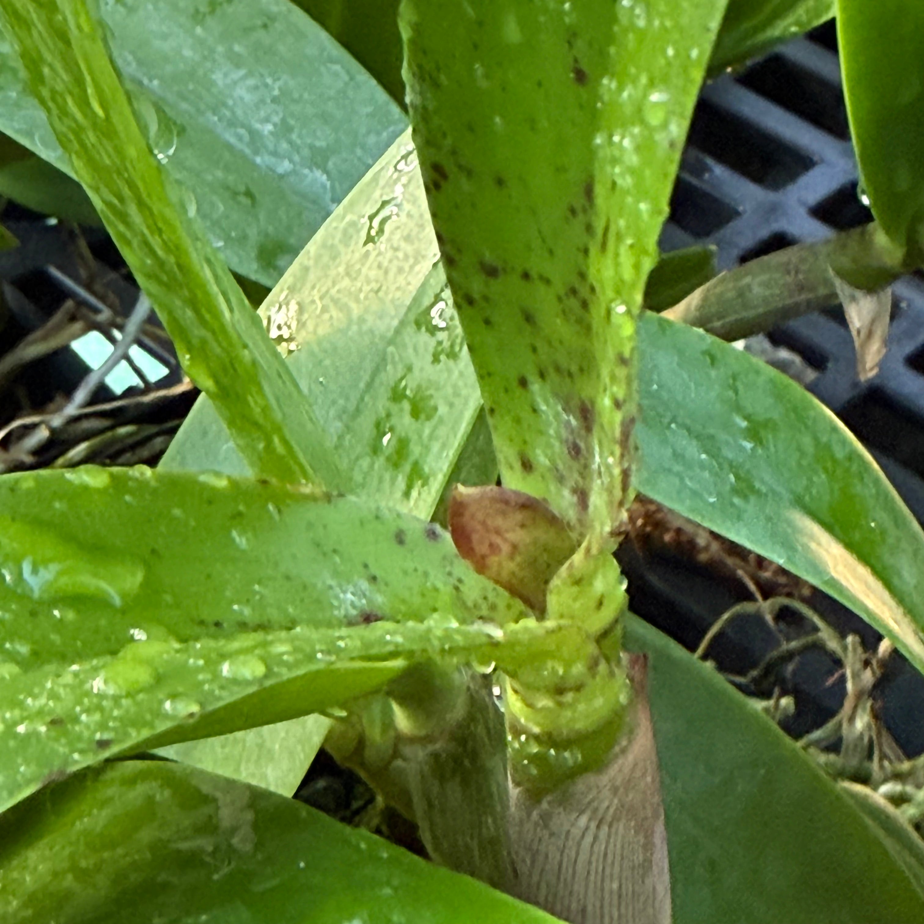 Procatavola QF Sherbet Punch (Bc. Hippodamia x Ctyh. Lime Sherbet)