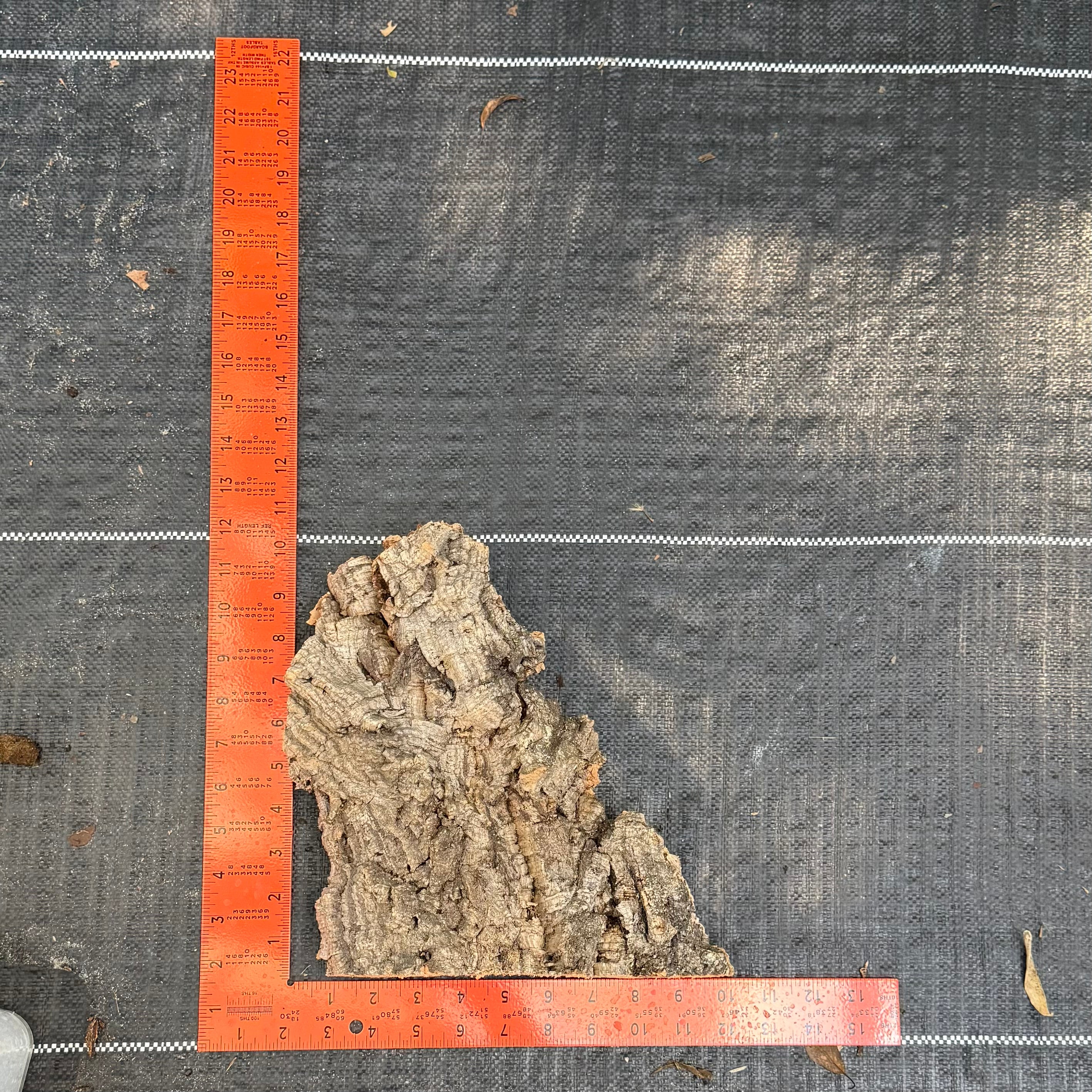 XL Cork Bark Slabs- Choose Your Mount