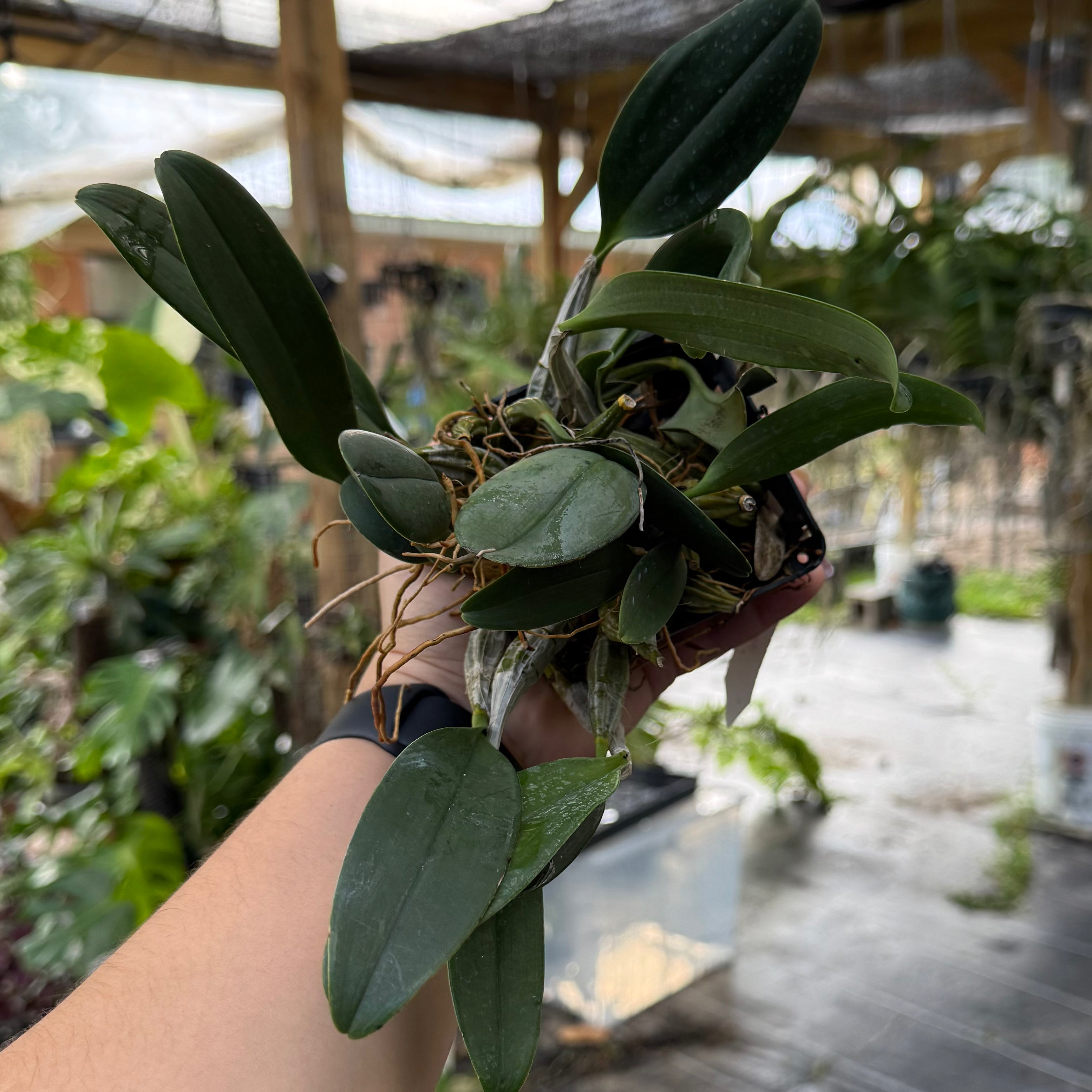 Den. lindleyi (syn. aggregatum)
