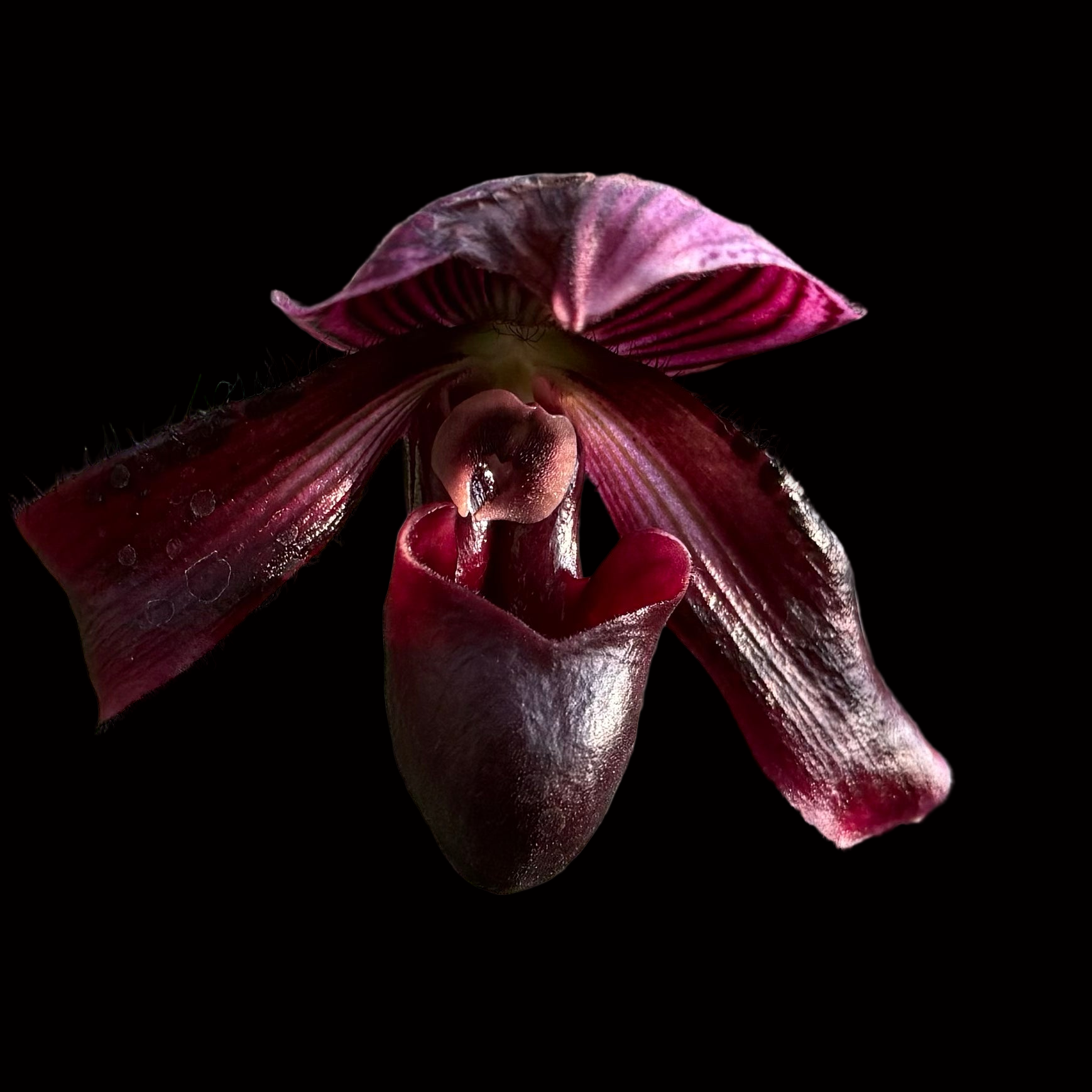 Paphiopedilum QF Sunbird (Wainani x Lorraine’s Pride)