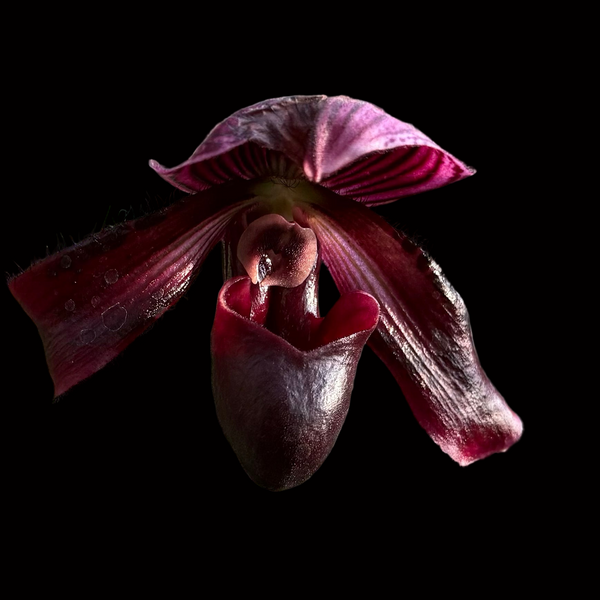 Paphiopedilum QF Sunbird (Wainani x Lorraine's Pride) – LadyVanda