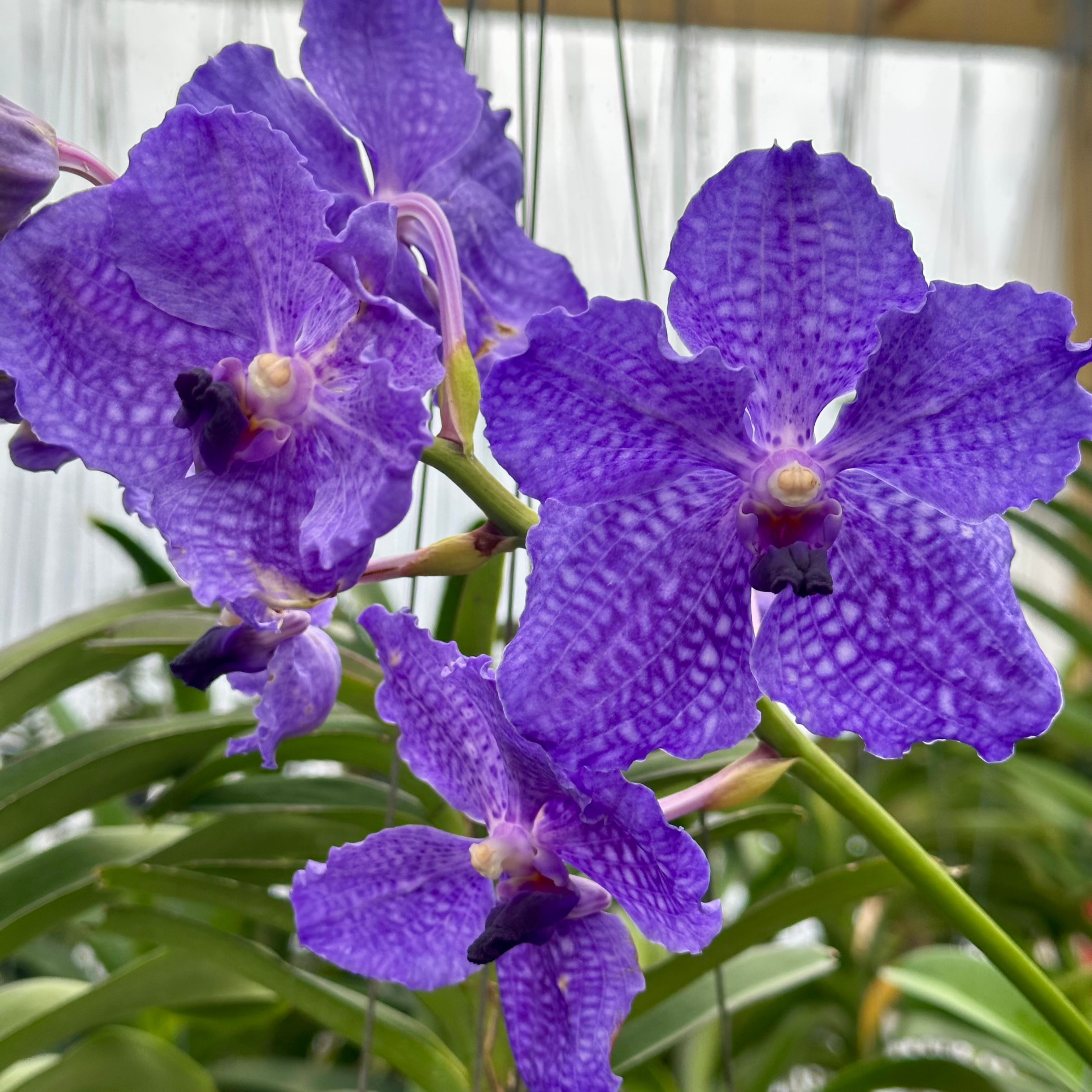 V. Wichai x Santi Blue- Sale due to imperfections