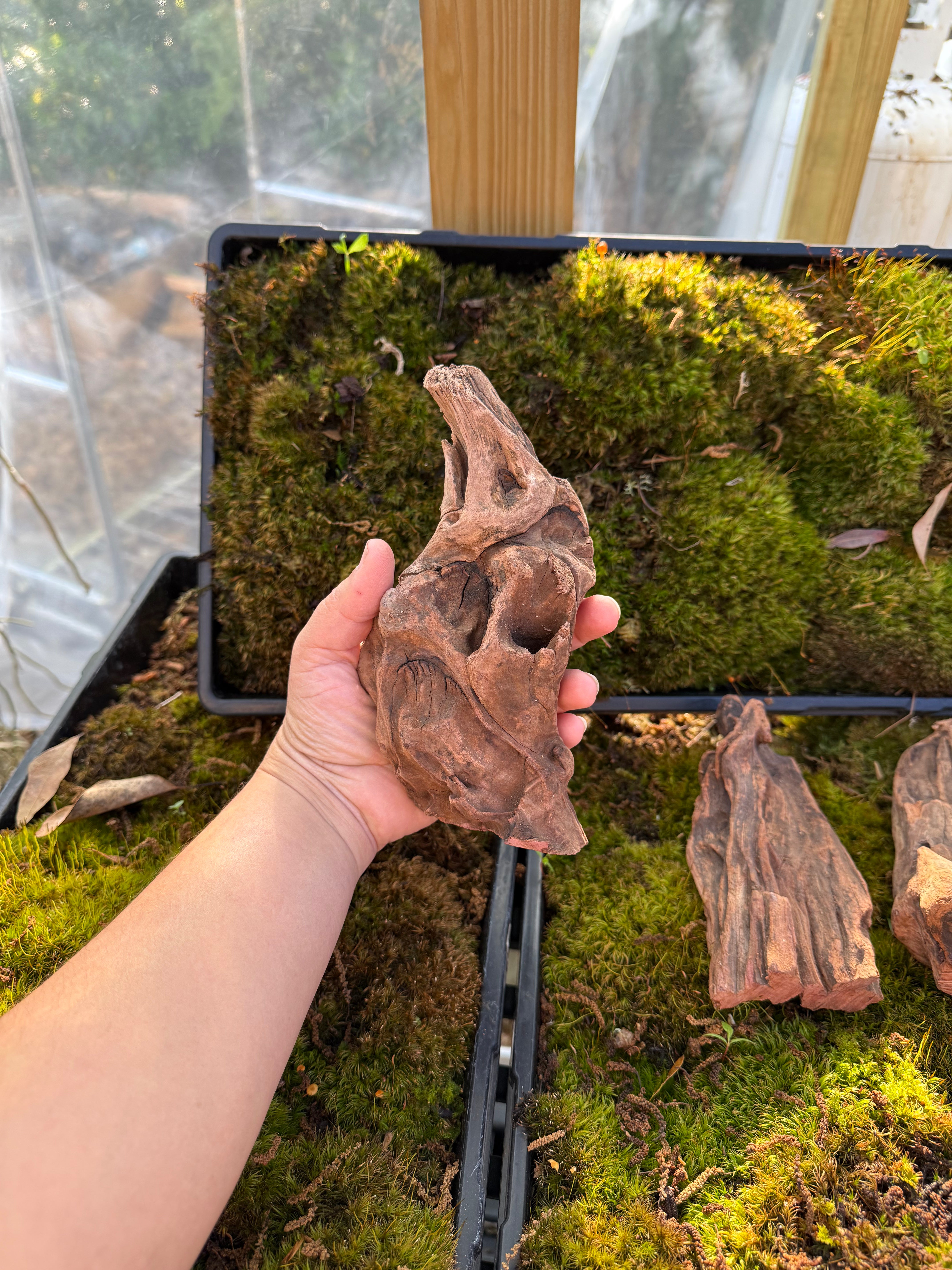 Ironwood- Orchid and Tillandsia Mounts