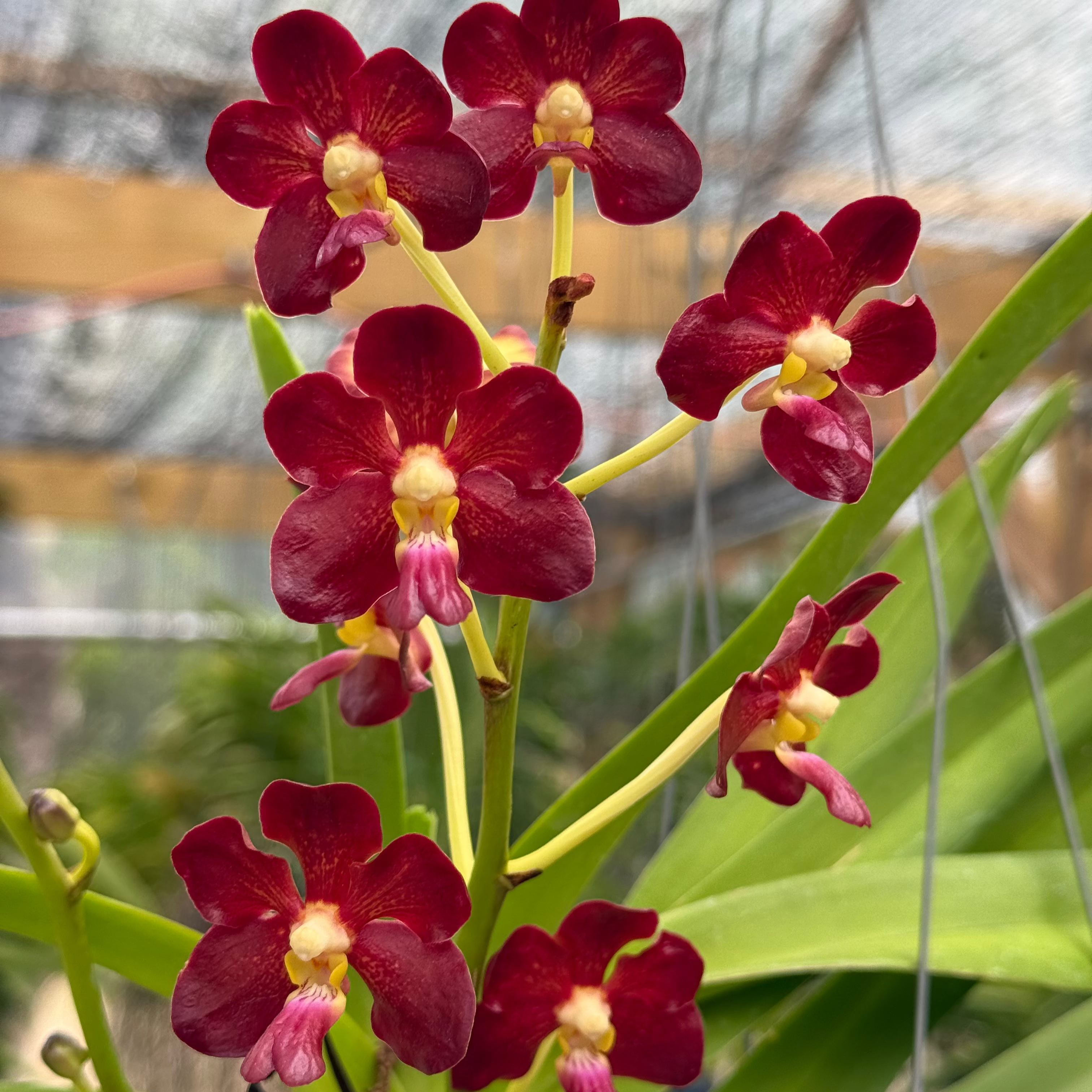 (Ascda. Veeraphan x V. merillii) x (Vanda brunnea x merllii)
