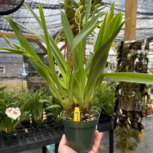 Mps. Lemon Drop- Fragrant!