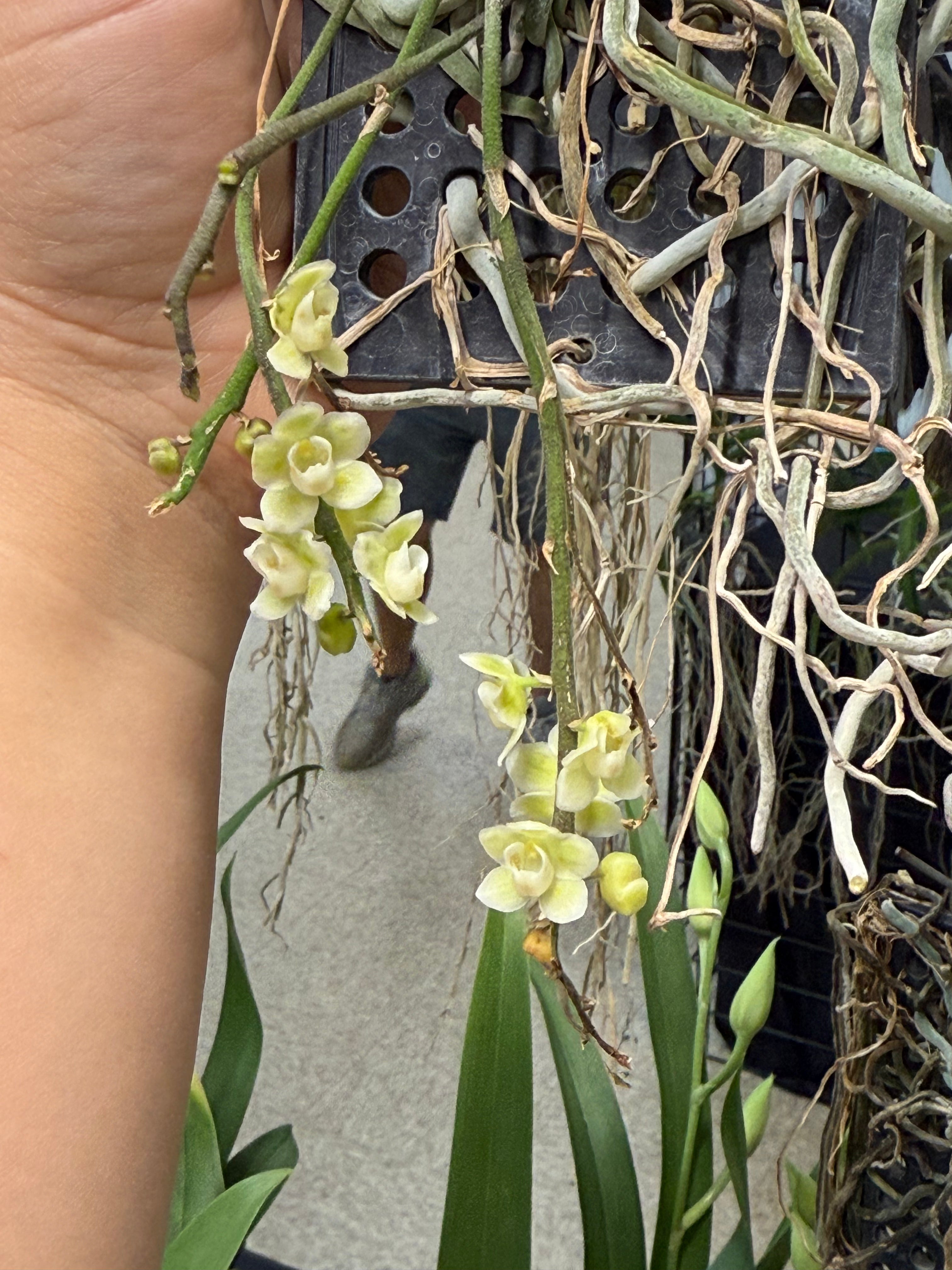 Chiloschista parishii ‘Suanphueng’