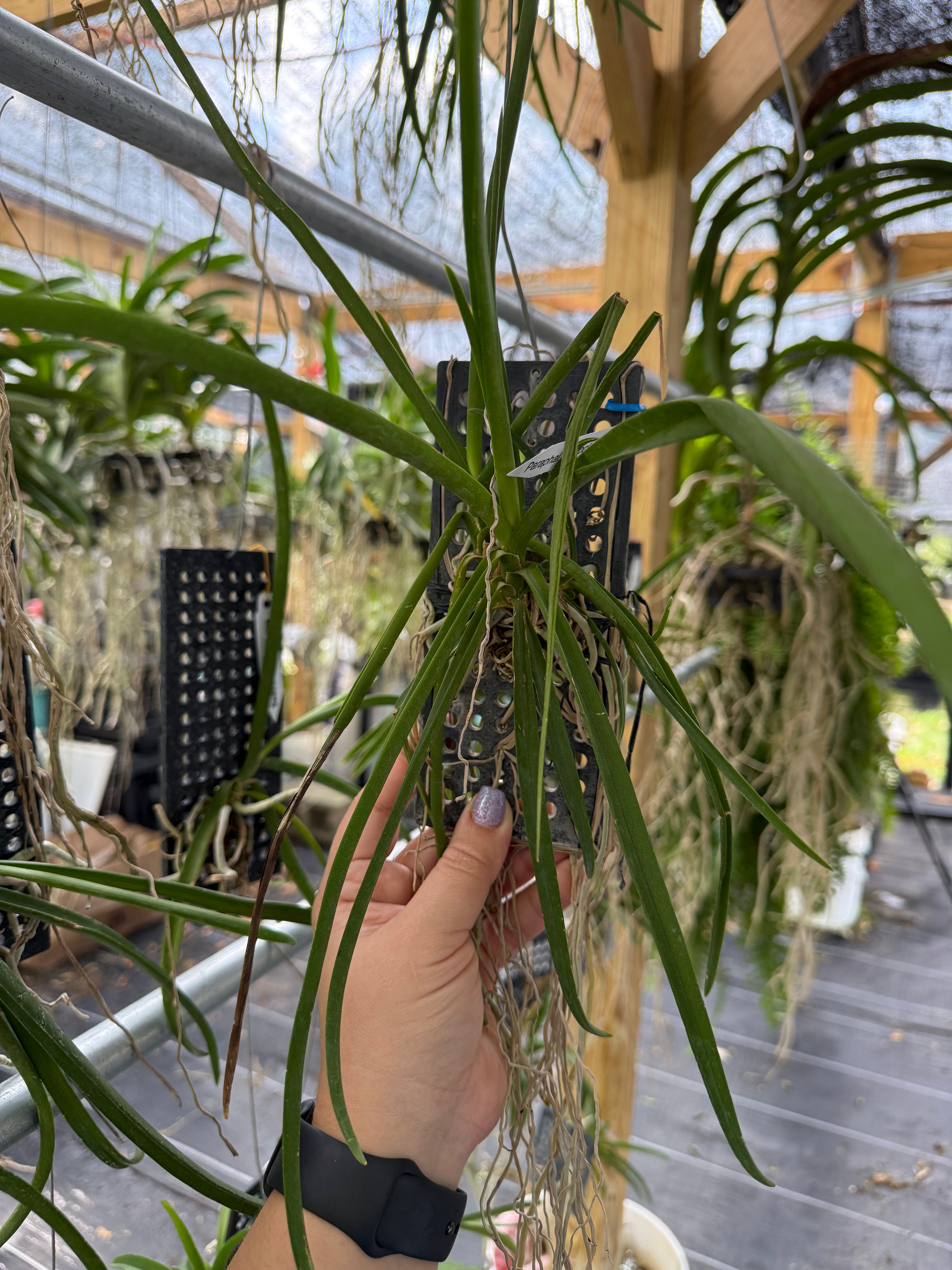 Paraphalaenopsis laycockii x Vanda limbata