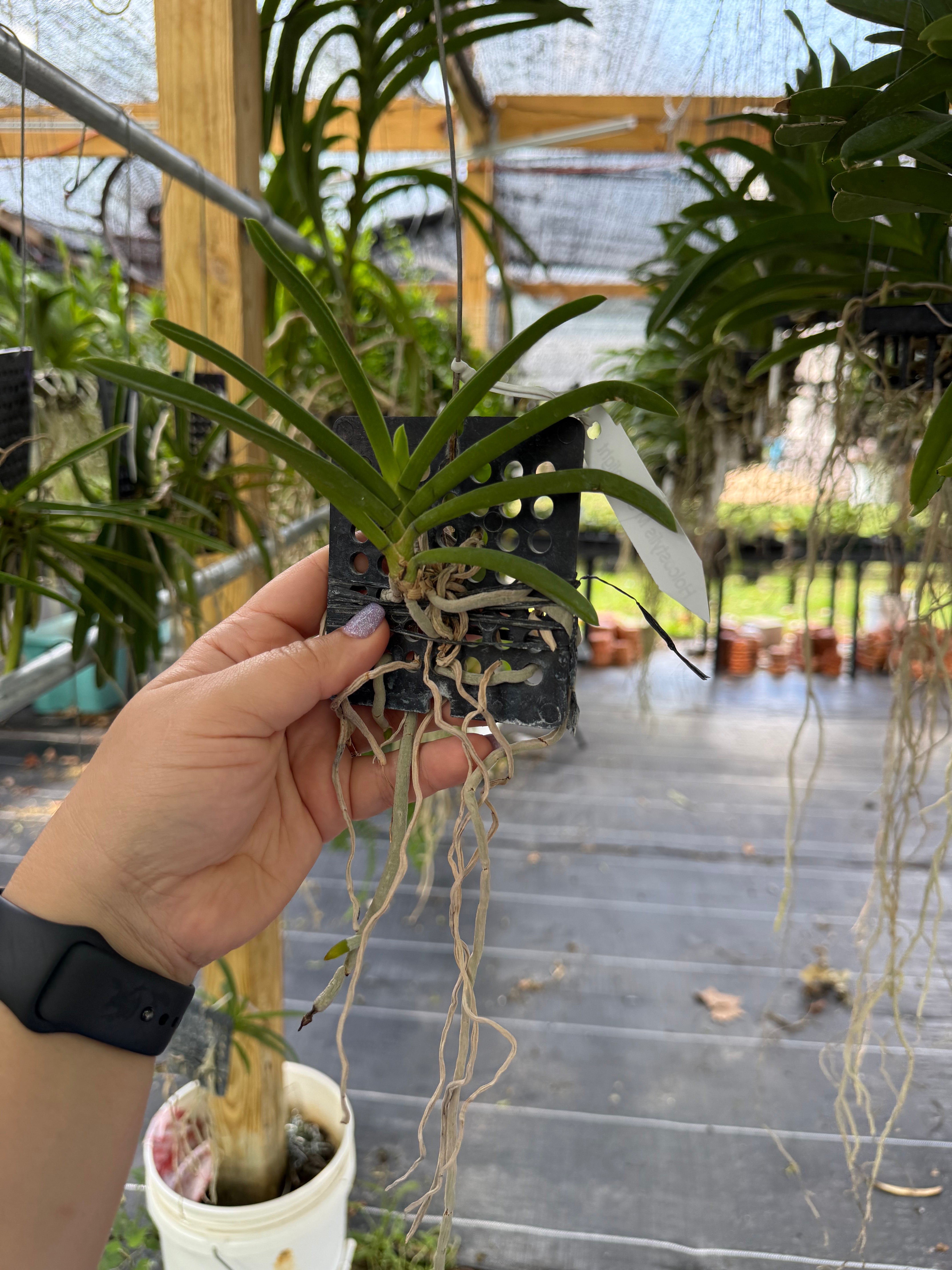 Holcostylis M S Sunlight